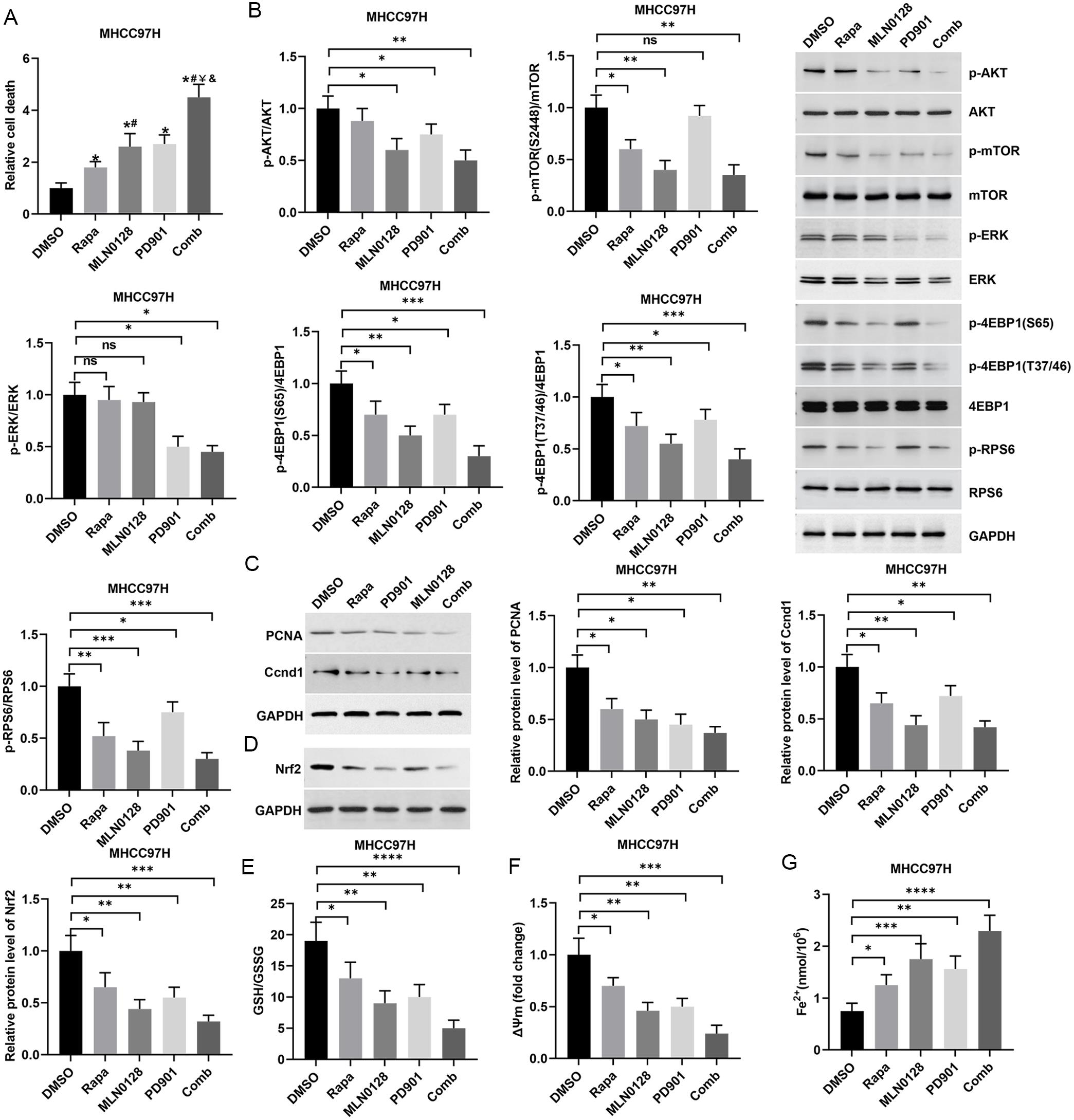 Effects of combined inhibition of mTOR and ERK pathways on ferroptosis and proliferation in HCC cells.