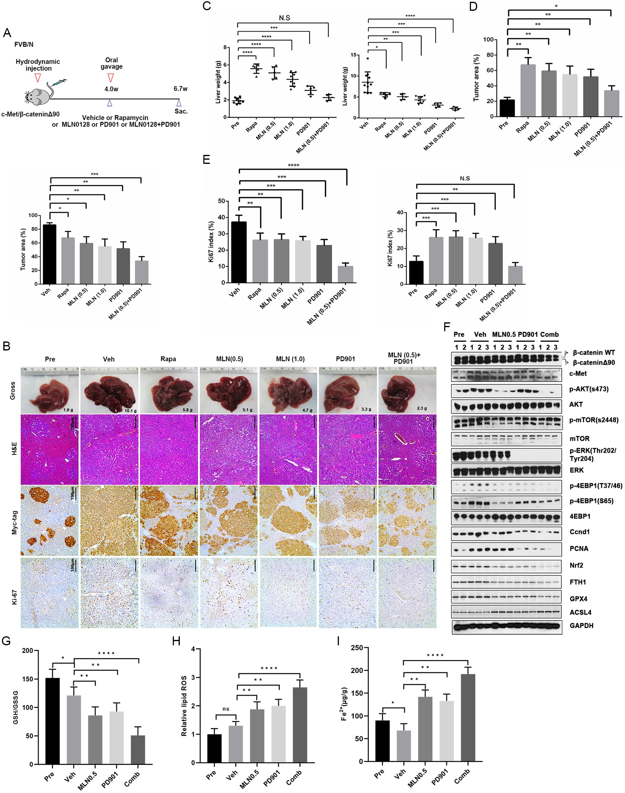 Analysis of the therapeutic effects of combined mTOR and ERK inhibitors in an HCC mouse model.