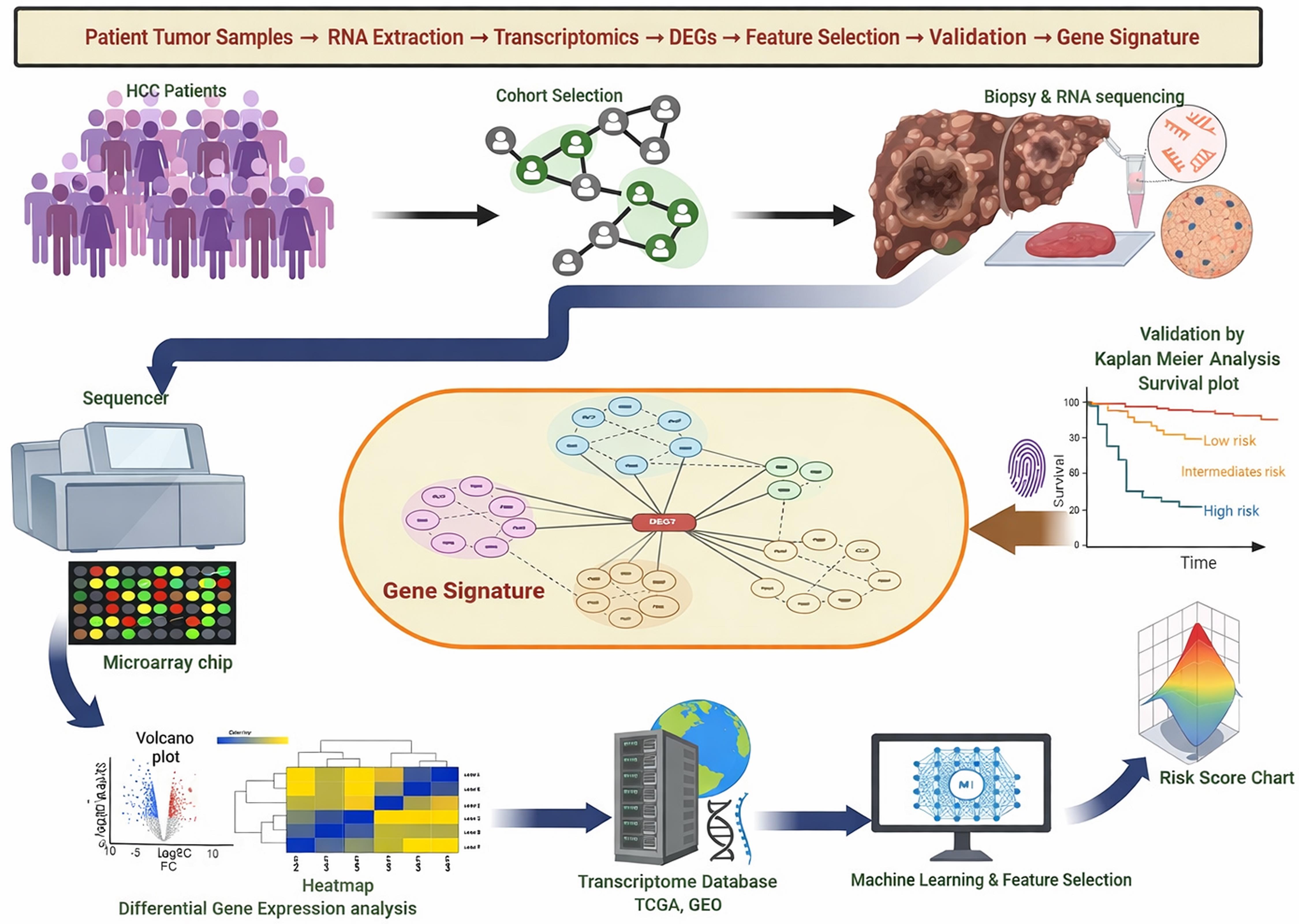Workflow of gene signature–guided precision medicine in hepatocellular carcinoma (HCC).