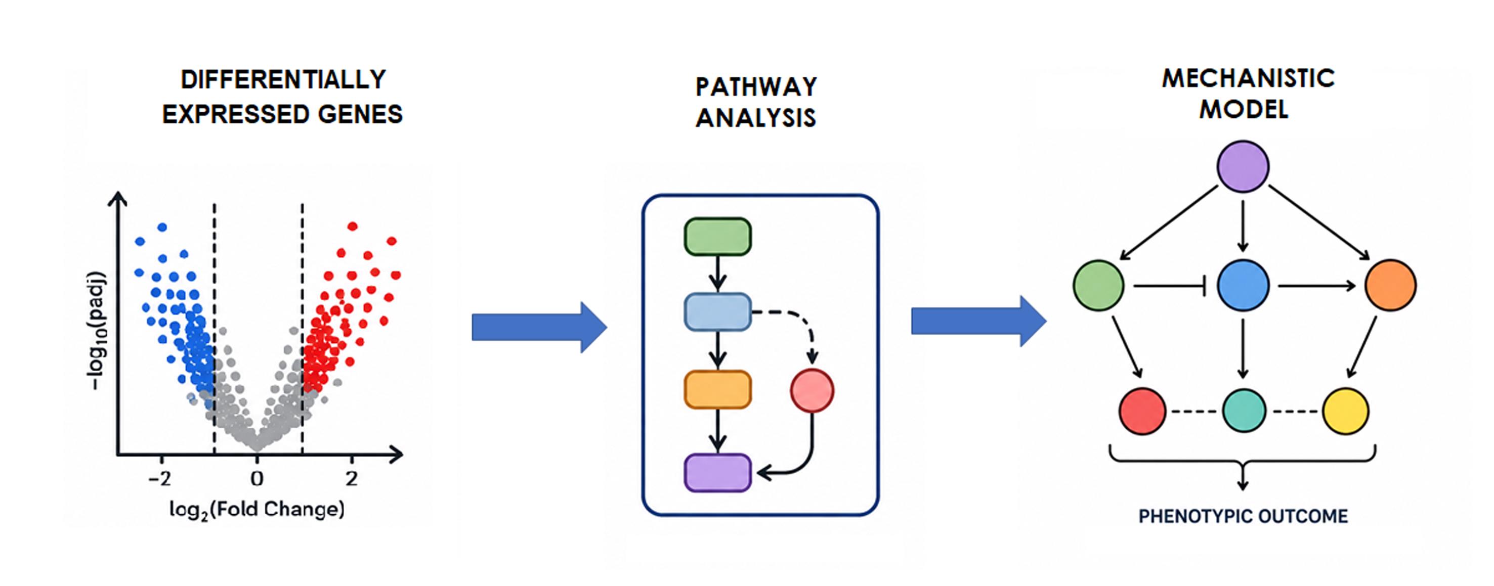 Workflow from differential gene expression to mechanistic insight.