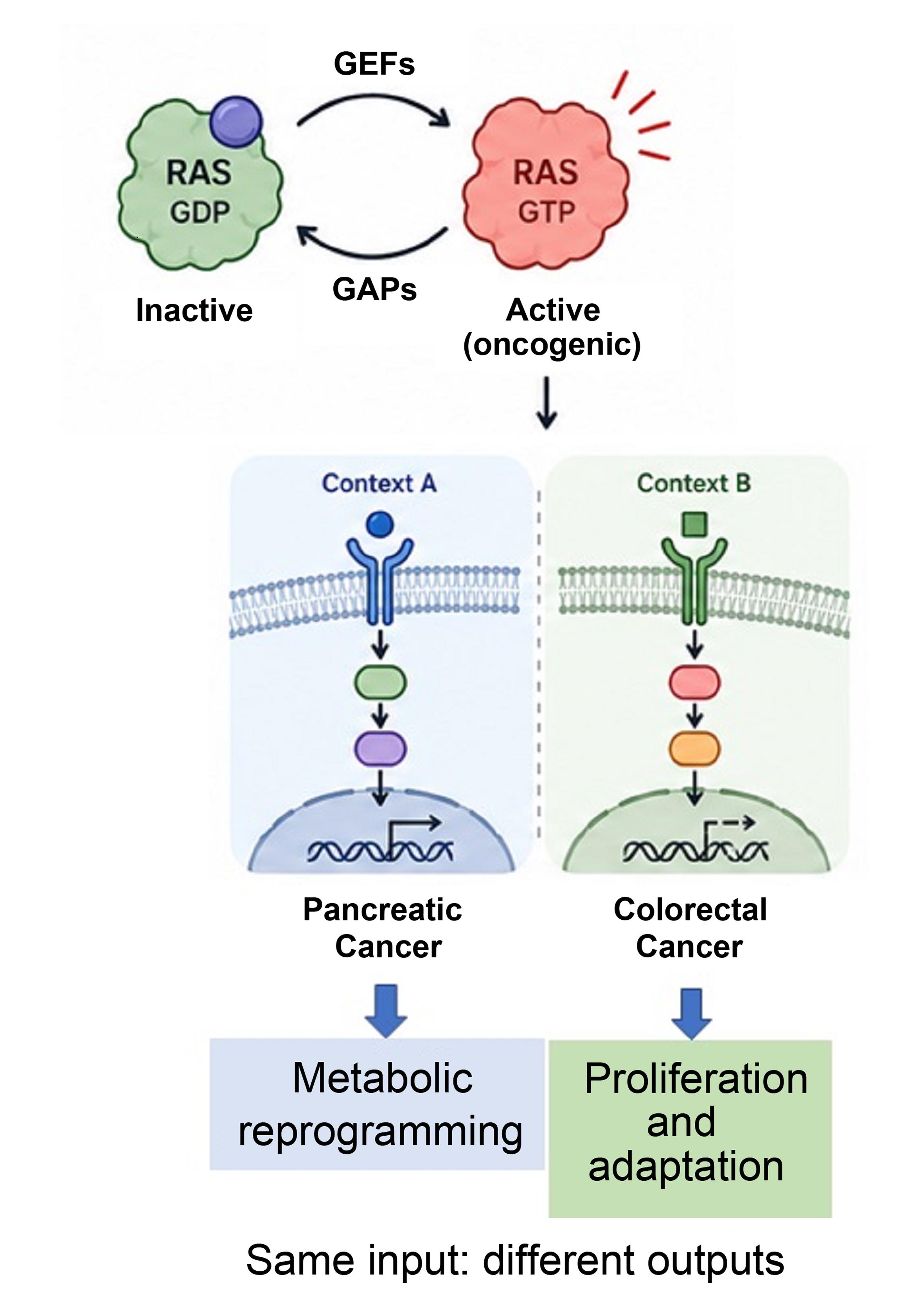 Context-dependent signaling in KRAS-mutated cancers.