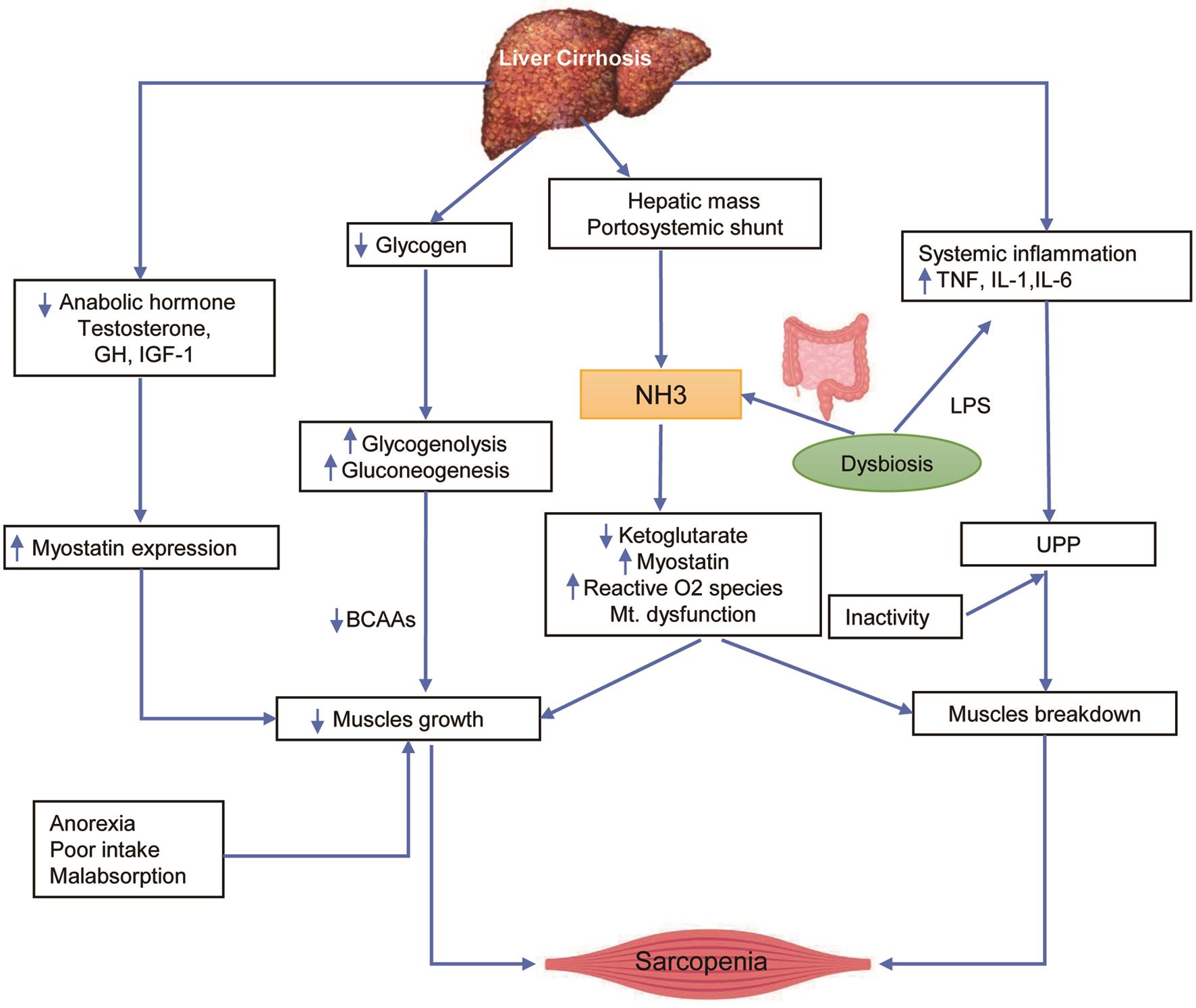 Schematic explanation main drivers and mechanism contributing to sarcopenia in patients with liver cirrhosis.