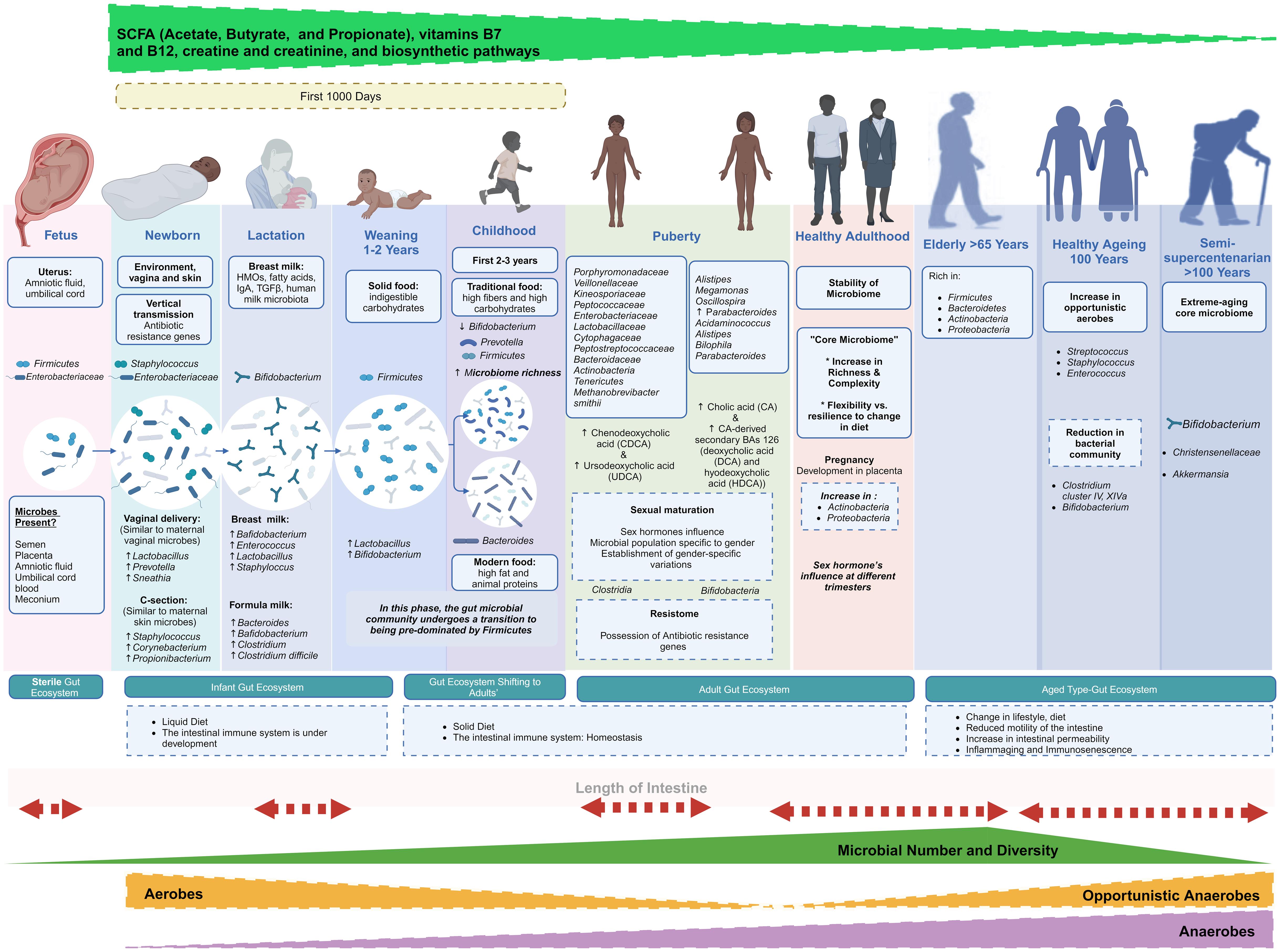 Gut microbiome alterations from infancy to old age in humans.