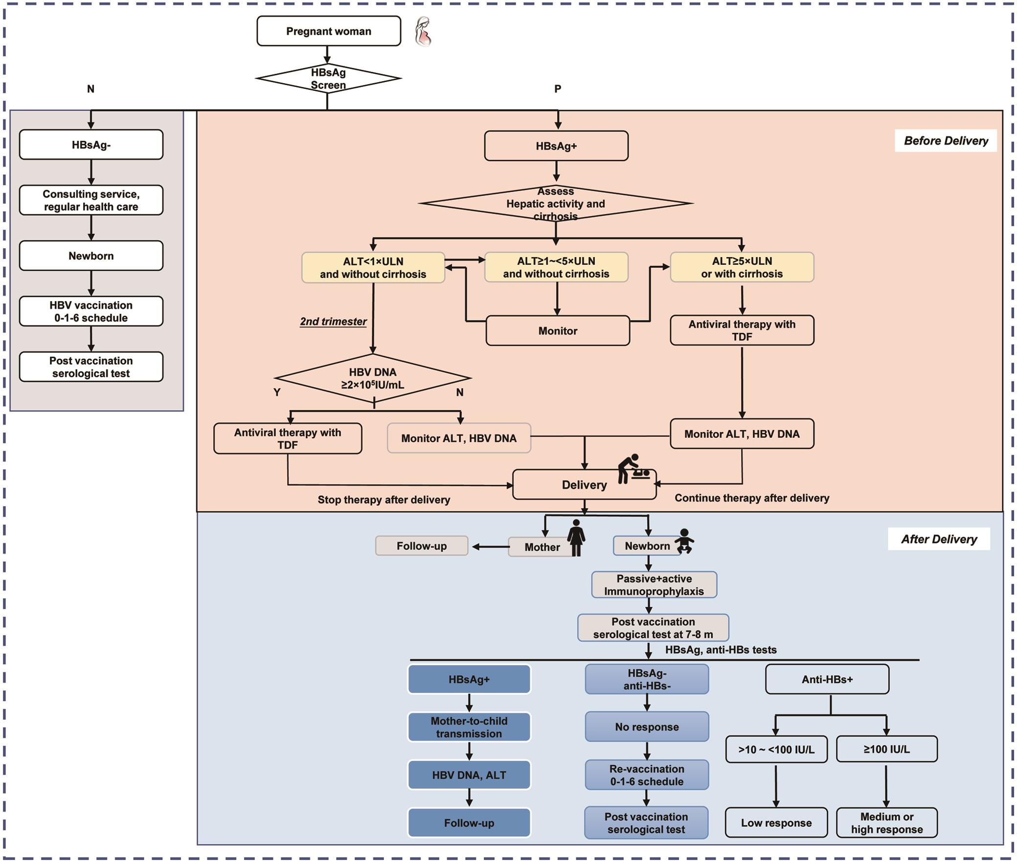 Management algorithm for preventing mother-to-child transmission of hepatitis B virus.