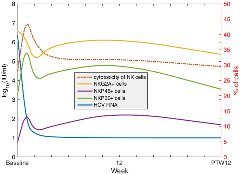 Dynamic changes of HCV RNA, cytotoxicity of NK cells, NKG2A<sup>+</sup> cells, NKP46<sup>+</sup> cells, and NKP30<sup>+</sup> cells during and after direct-acting antiviral therapy.