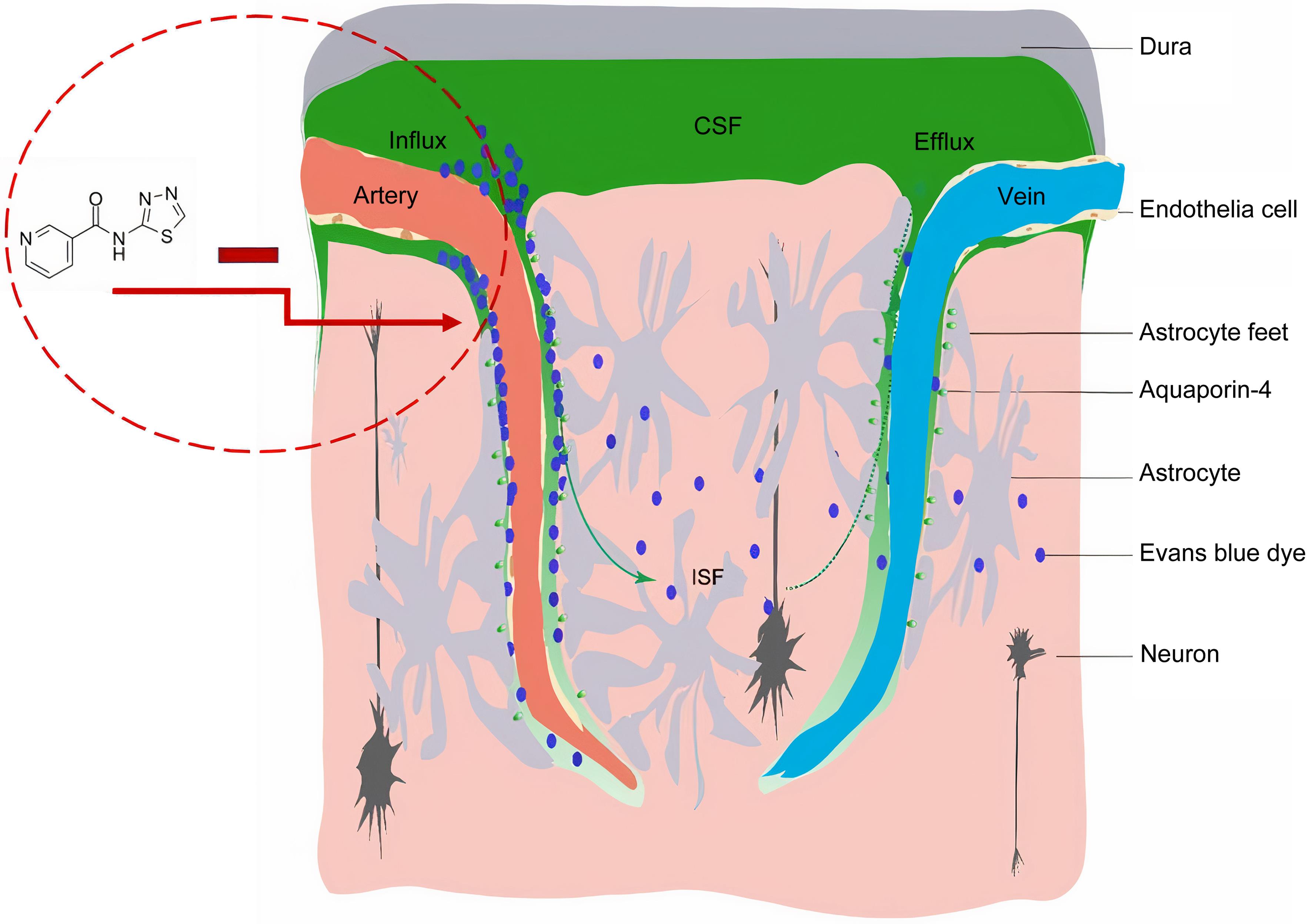 Schematic diagram of the mechanism of TGN-020’s effect on the glymphatic system.