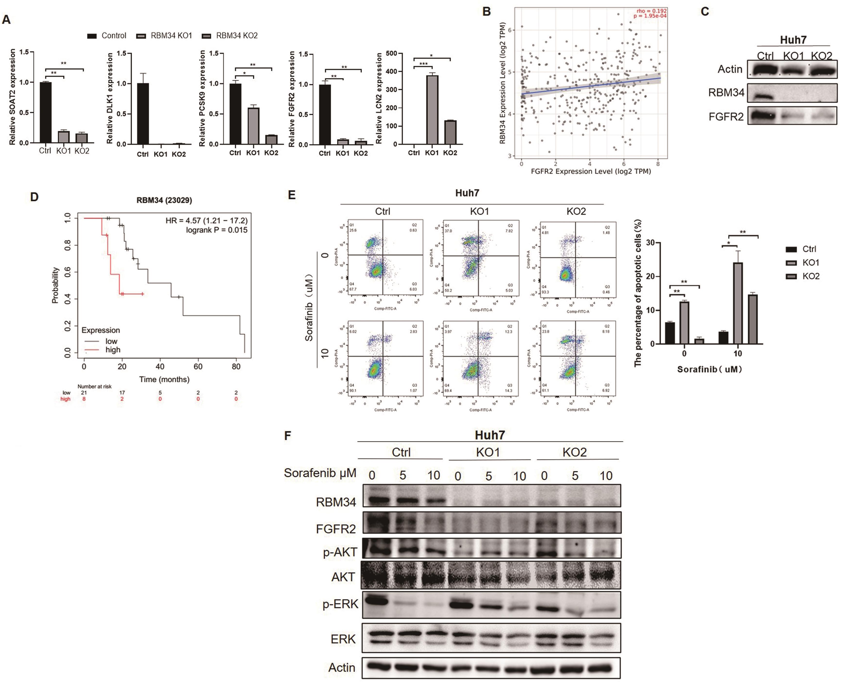 Suppression of RBM34 enhances sorafenib sensitivity in part by downregulating FGFR2.