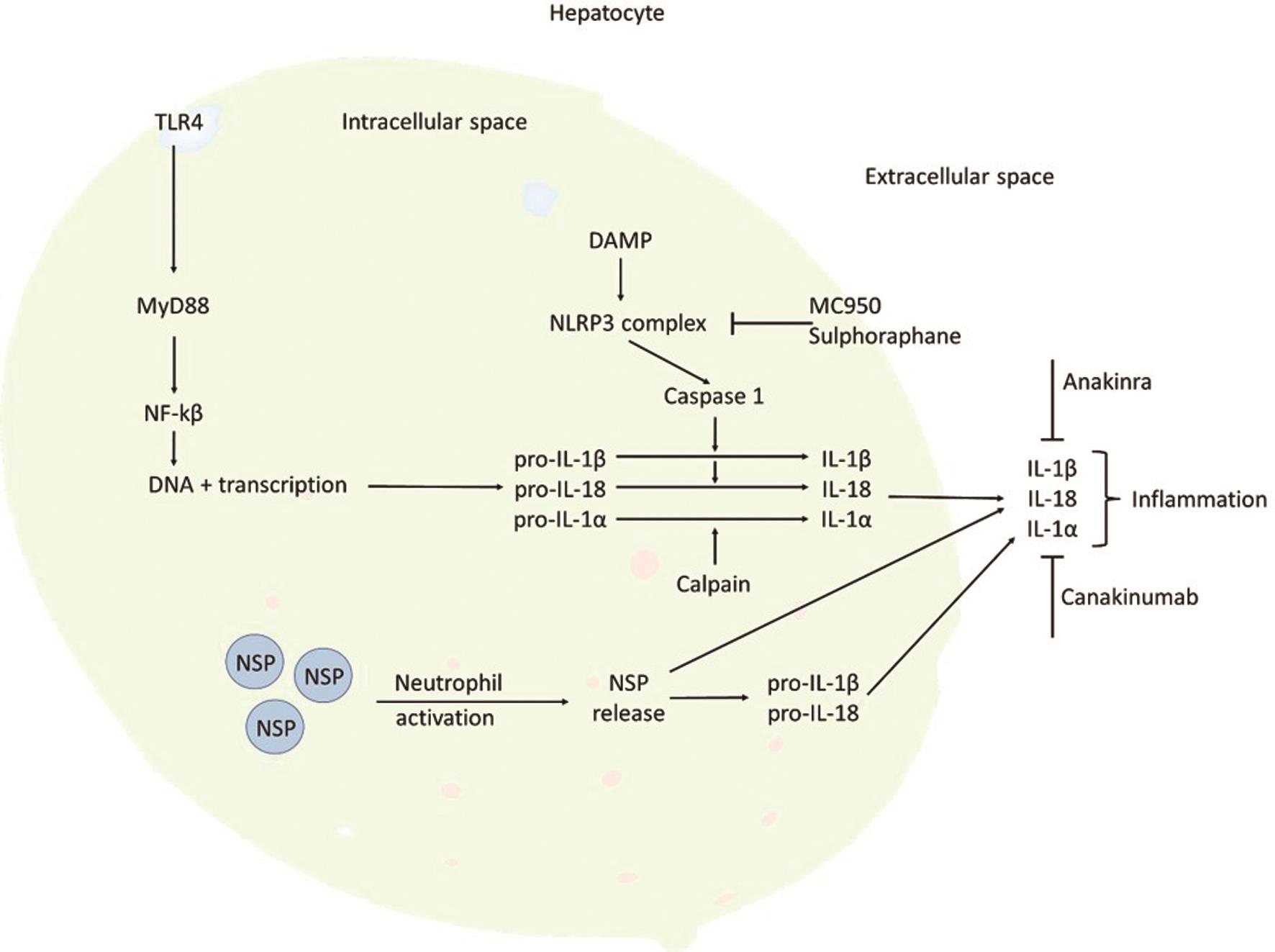 Therapeutic Perspectives of IL1 Family Members in Liver Diseases: An Update