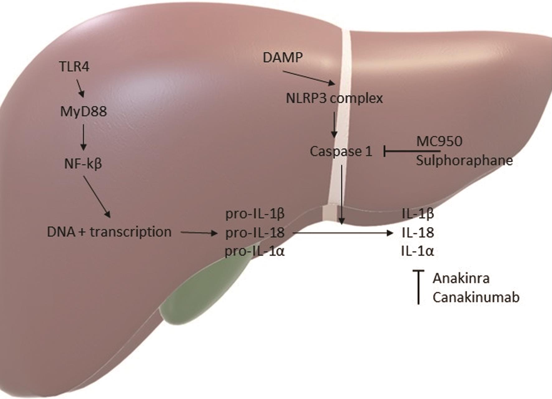 Acute Liver Disease Dog Treatment