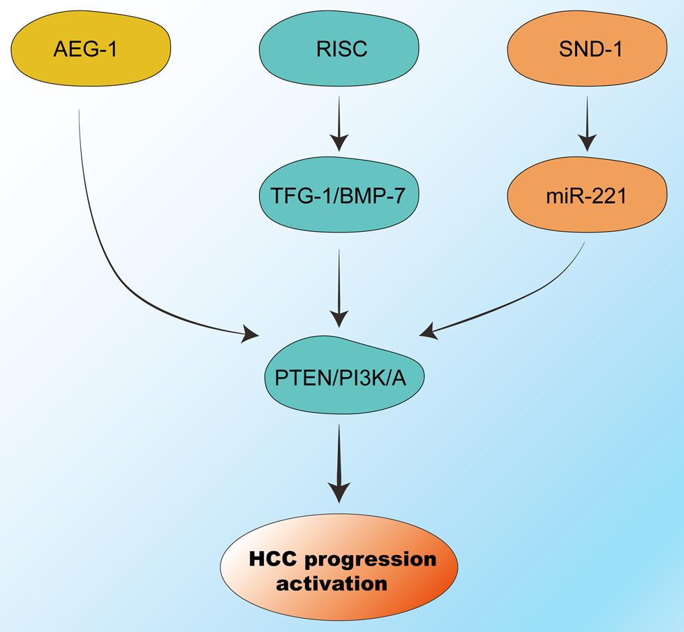 The carcinogenic crosstalk between various genes related to the carcinogenesis of HCC.