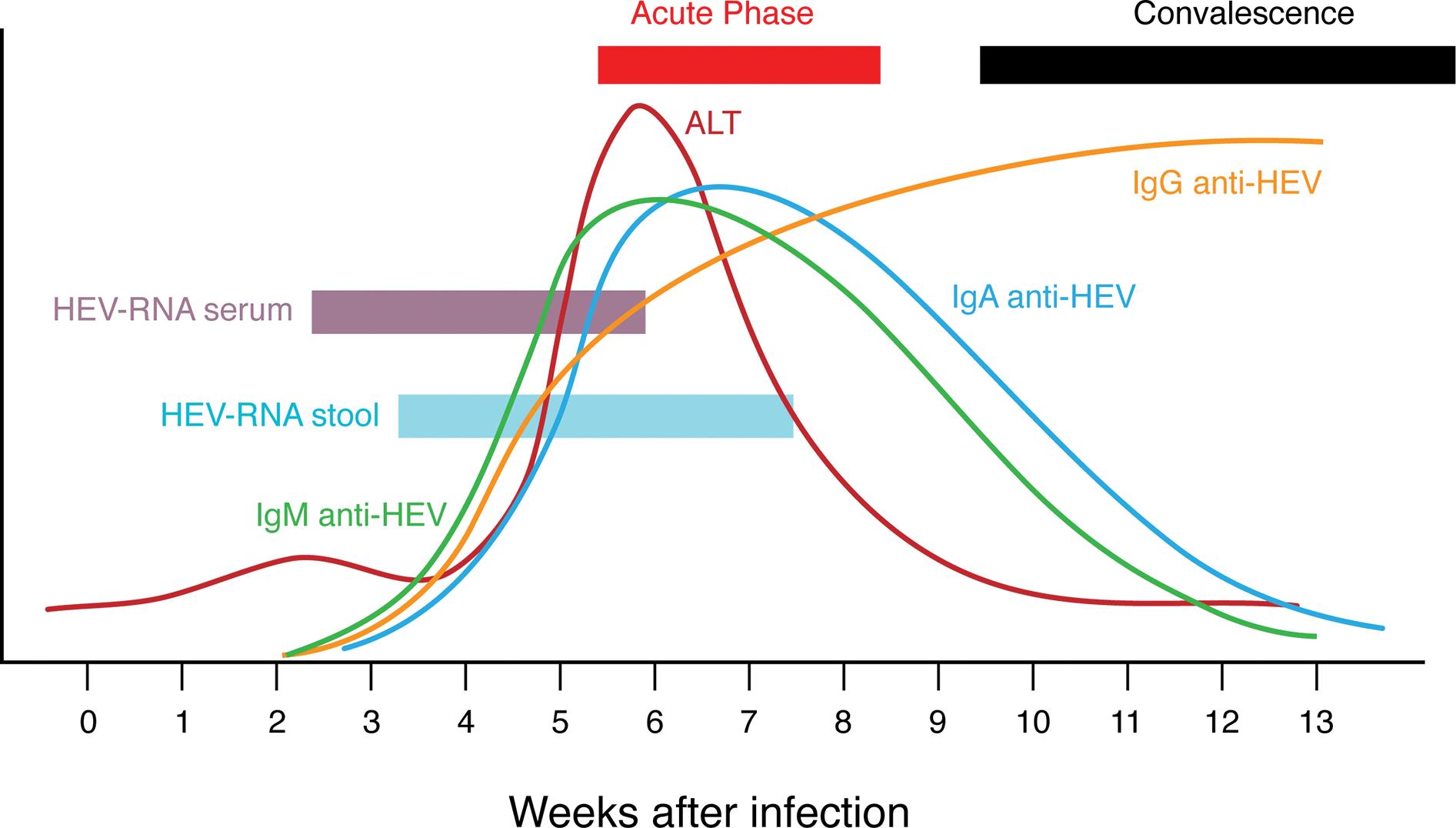 Schematic summary of main pathogenetic events (virology, serology, disease) during acute HEV infection.