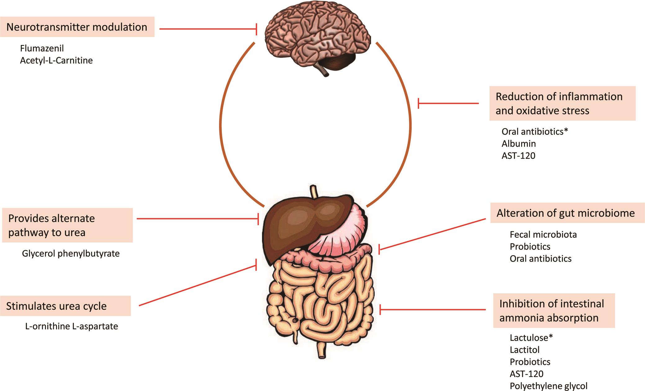 Novel Agents In The Management Of Hepatic Encephalopathy A Review