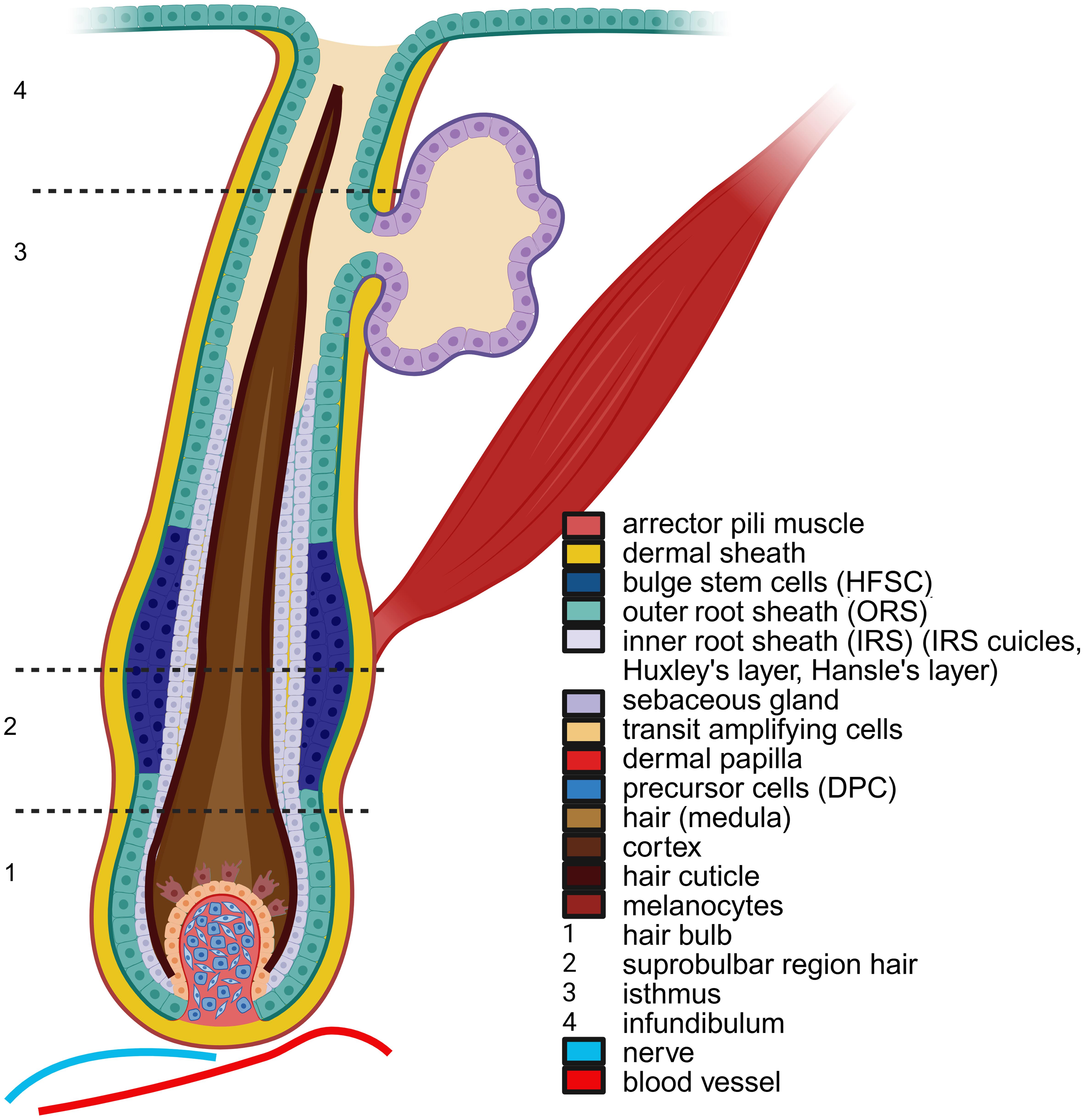 Anatomy of the hair.