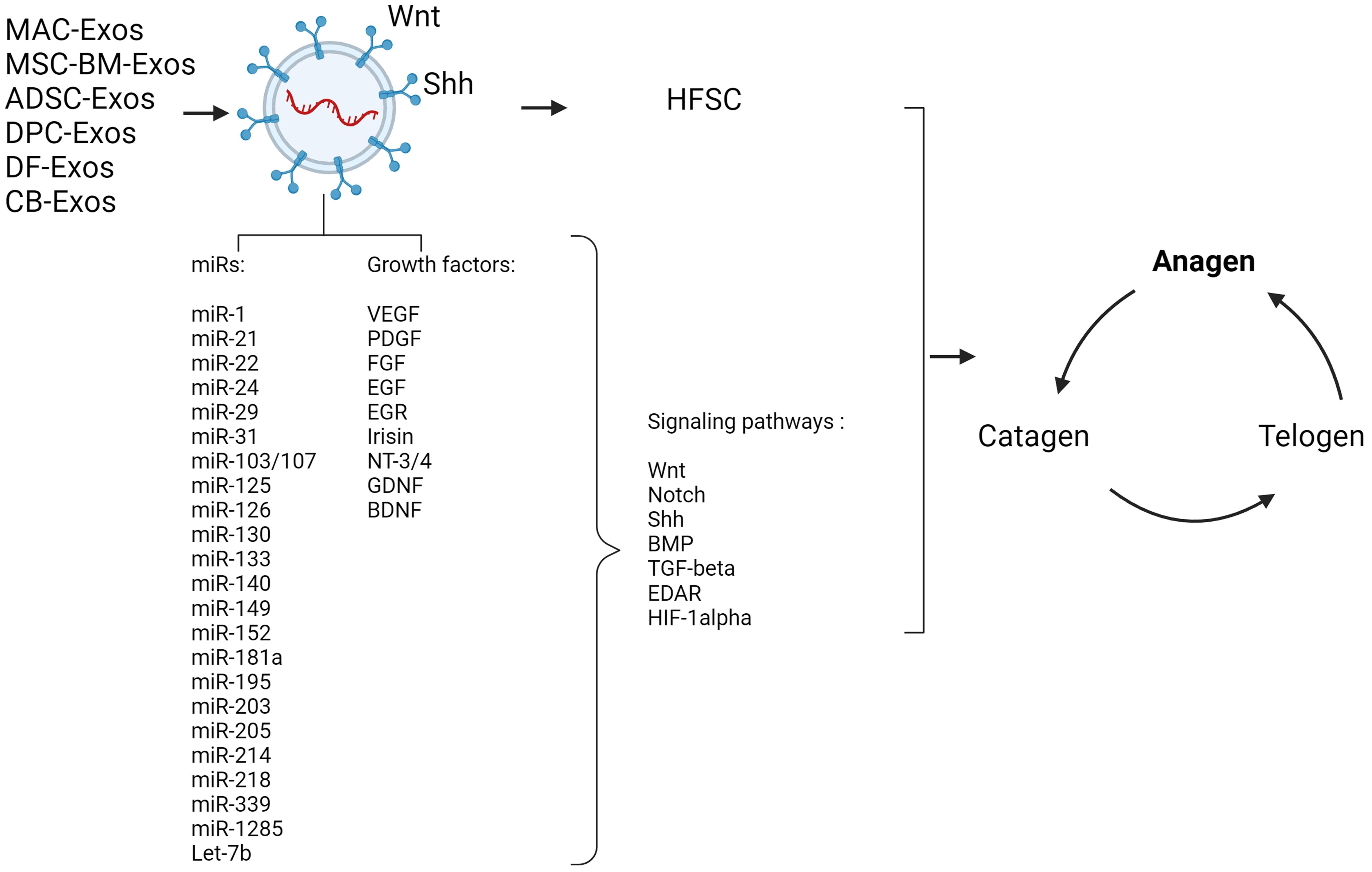 The influence of microRNAs and growth factors contained in exosomes of various origins on the hair follicle cycle.