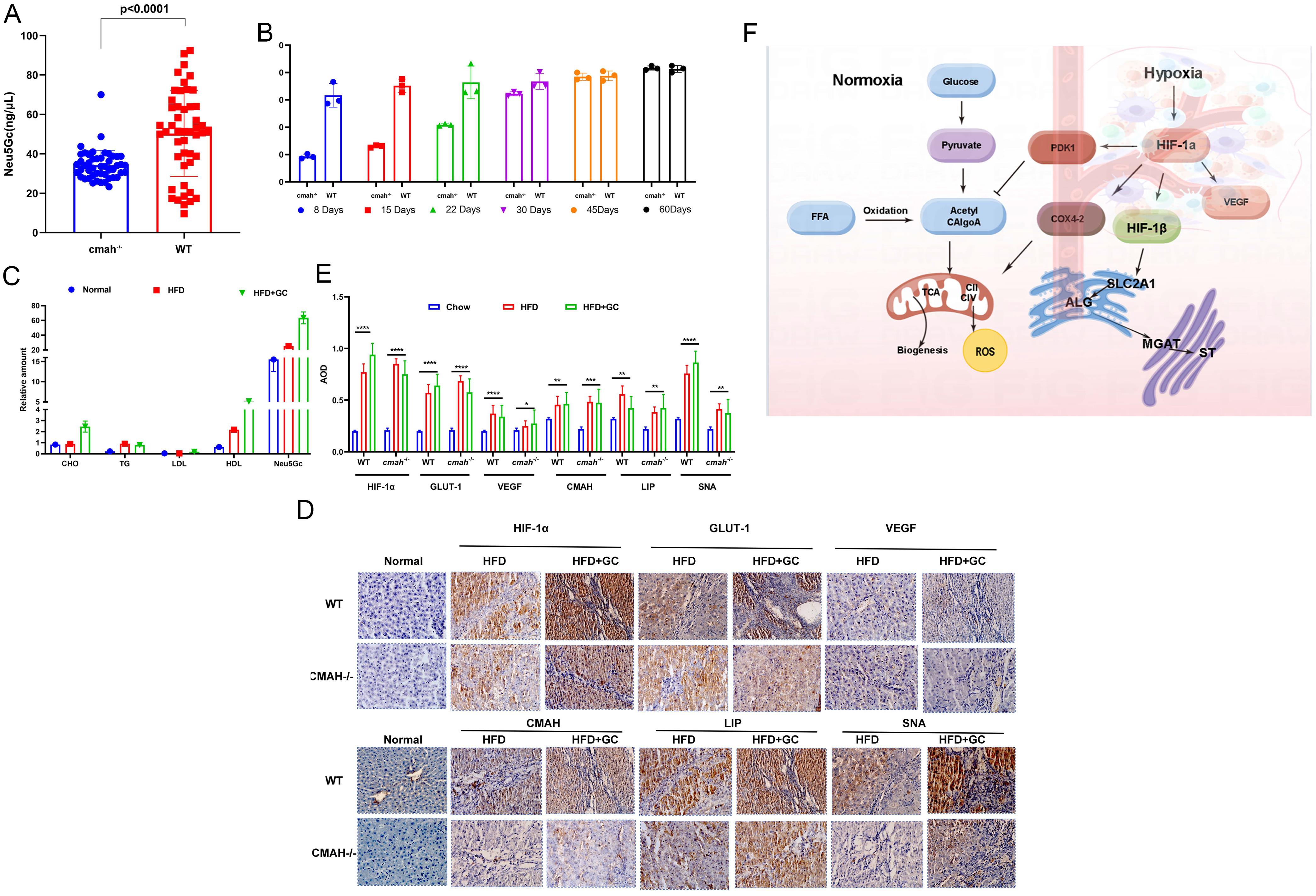 Effect of an exogenous high-sialic acid diet on Neu5Gc content in peripheral blood and liver tissue of <italic>CMAH</italic><sup>−/−</sup> mice.