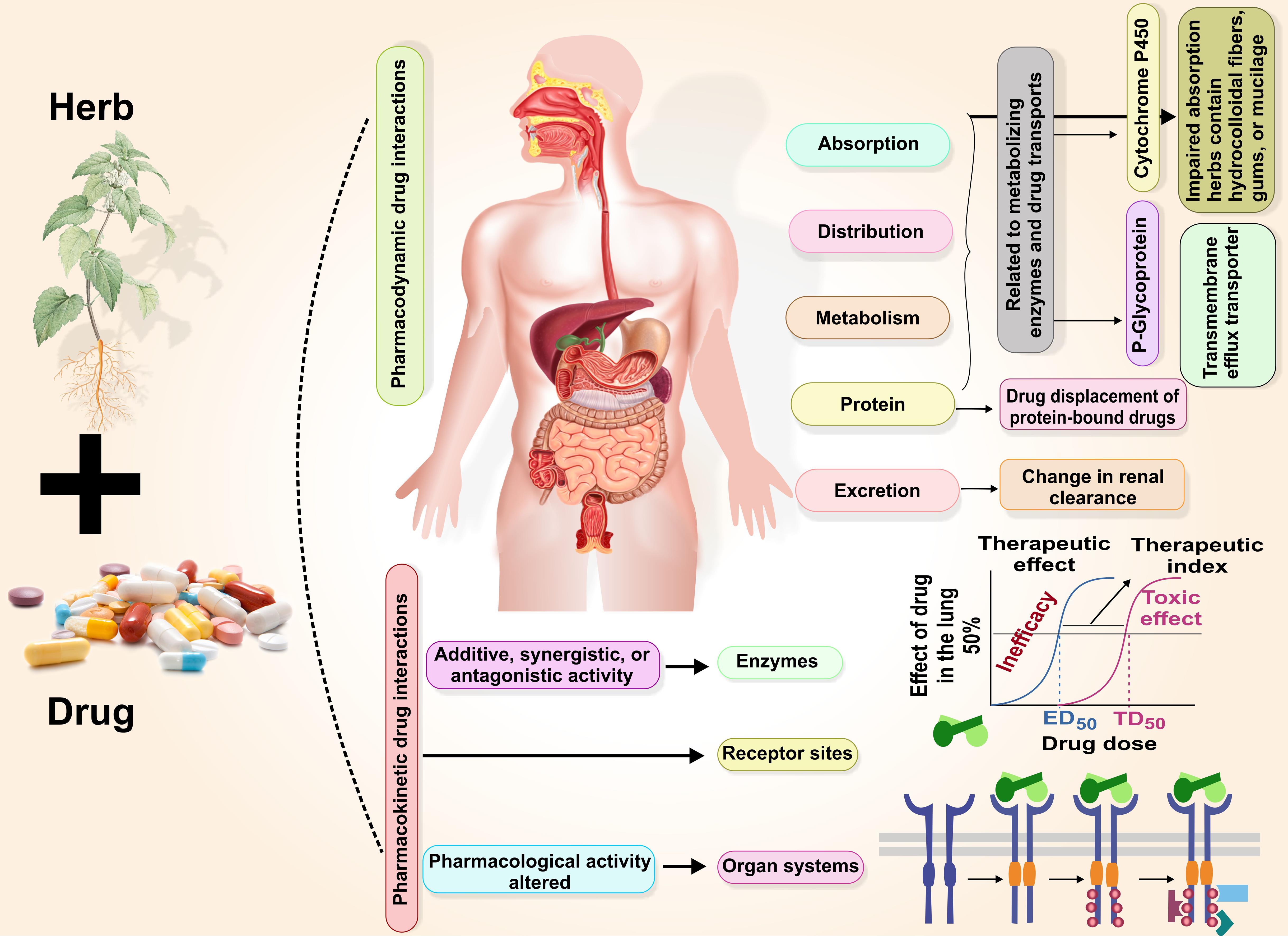 Pharmacokinetic and pharmacodynamic mechanistic insights of herb-drug interactions.