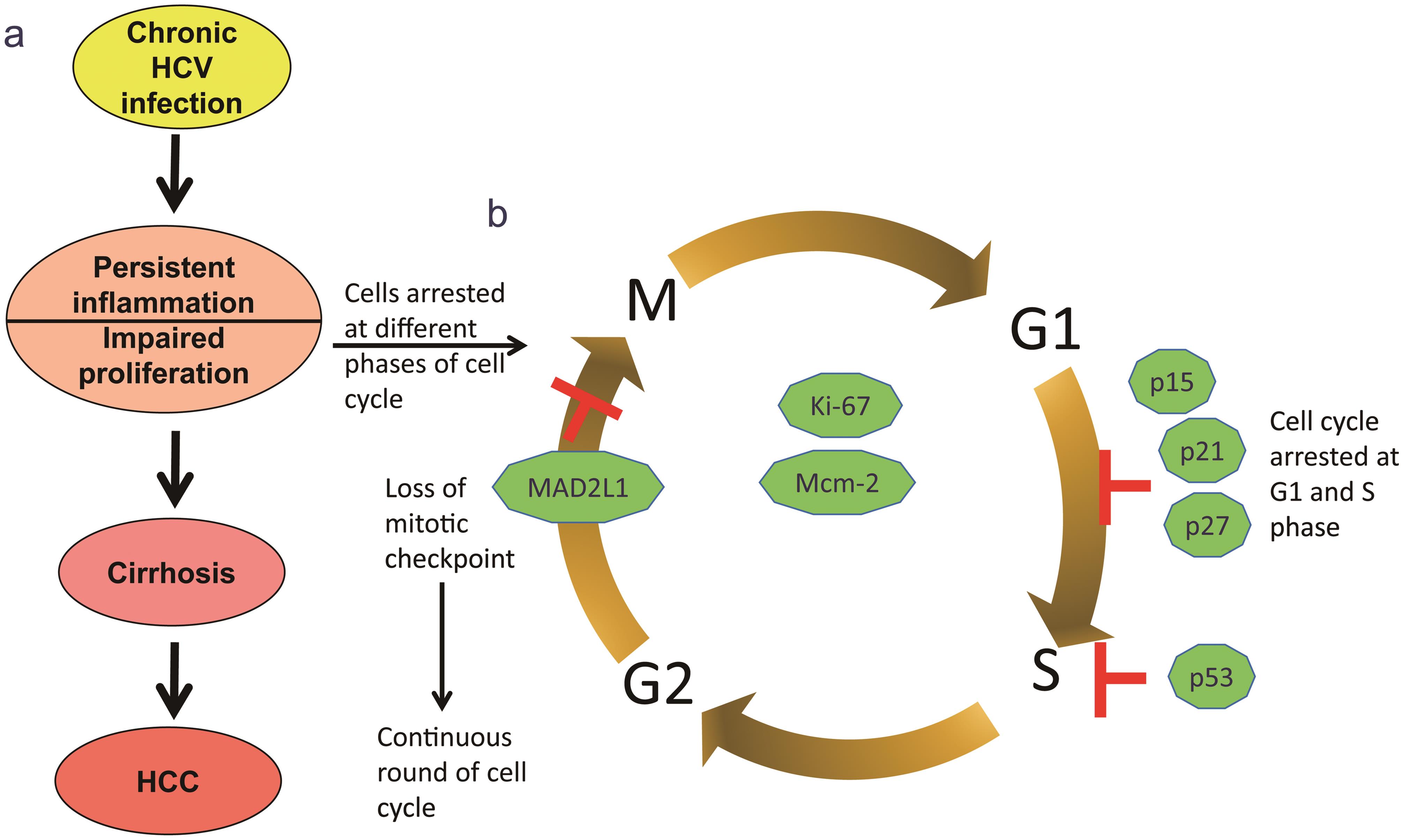 Involvement of cell cycle disruptions in HCV-associated disease progression.