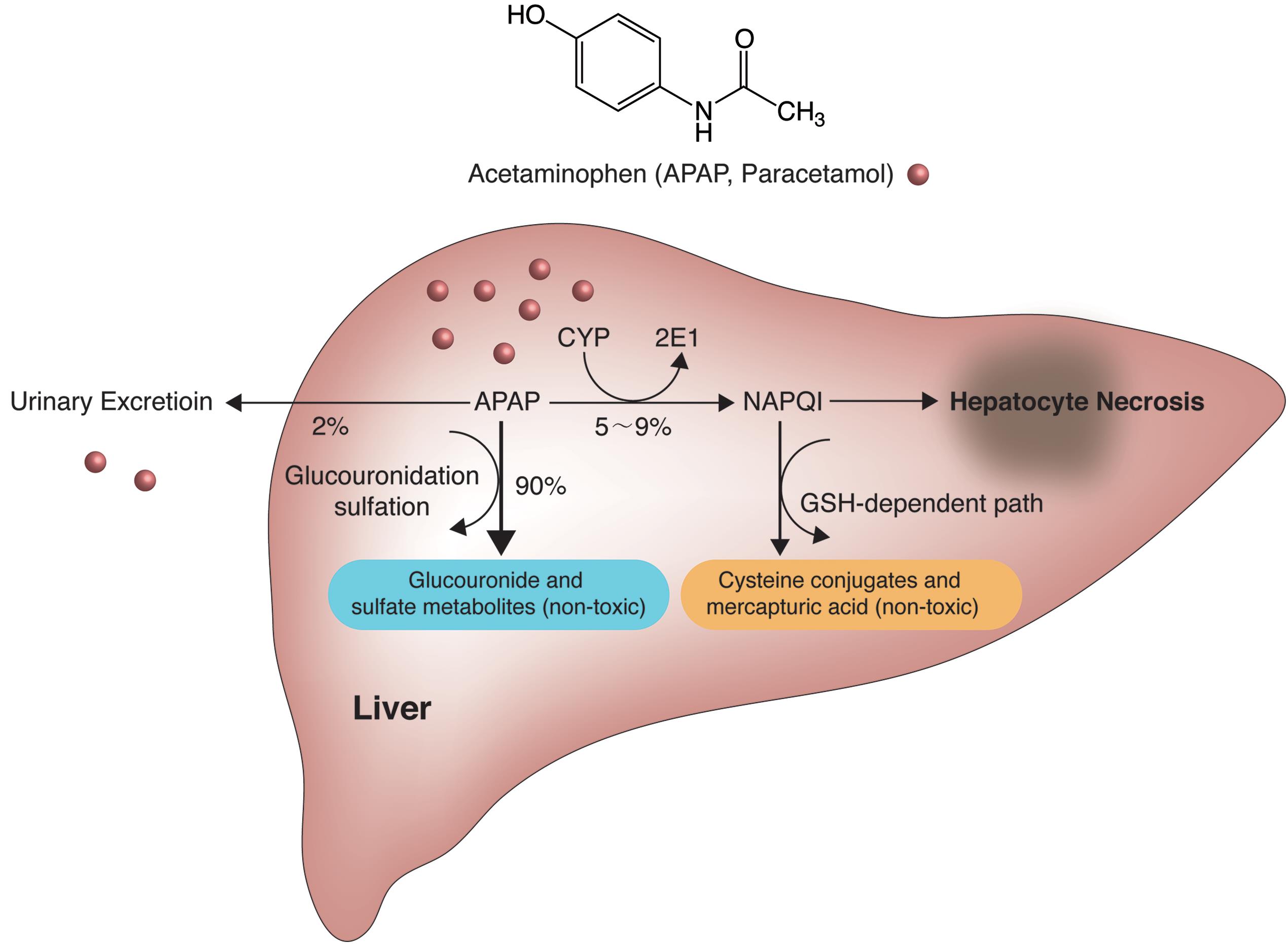 Acetaminophen (APAP) metabolic pathway.