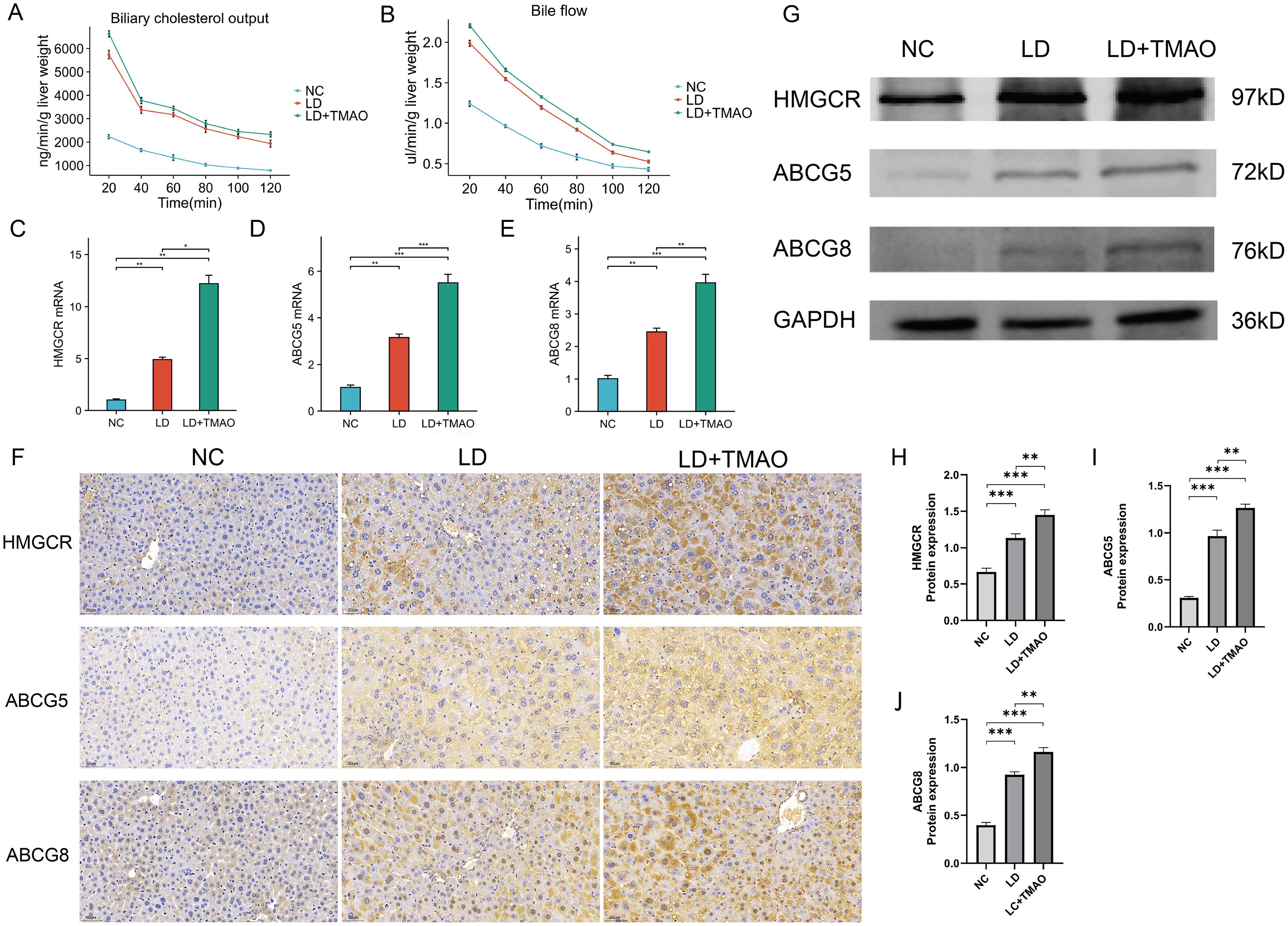 Changes in cholesterol metabolism in mice following TMAO treatment.