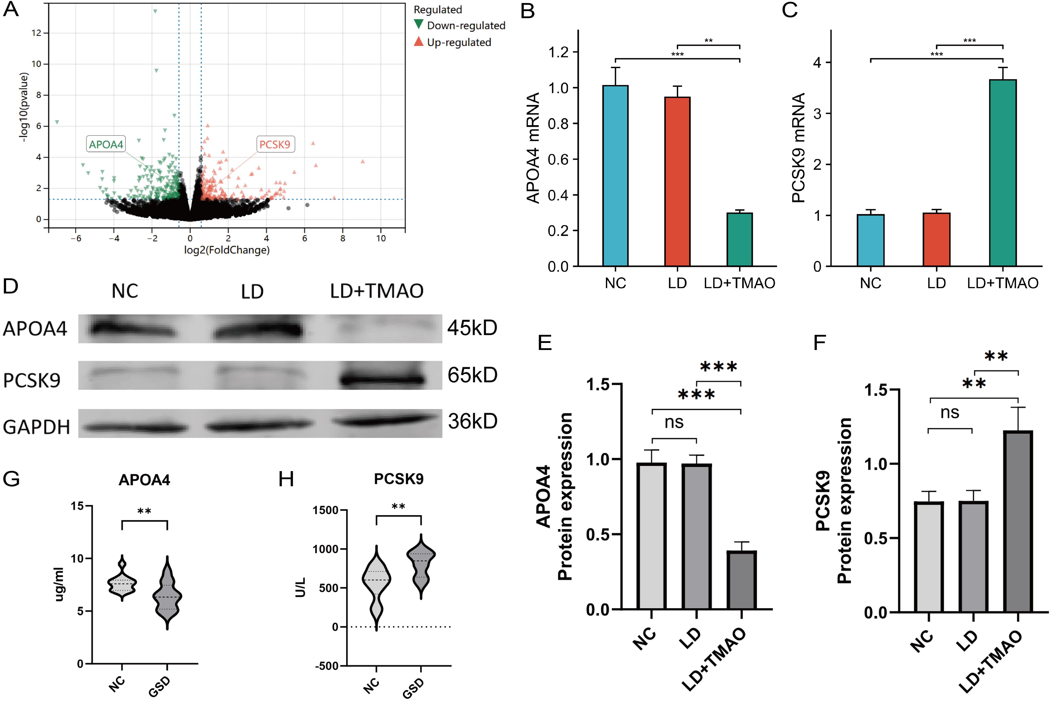 Changes of APOA4 and PCSK9 expressions in TMAO-induced lithogenesis.