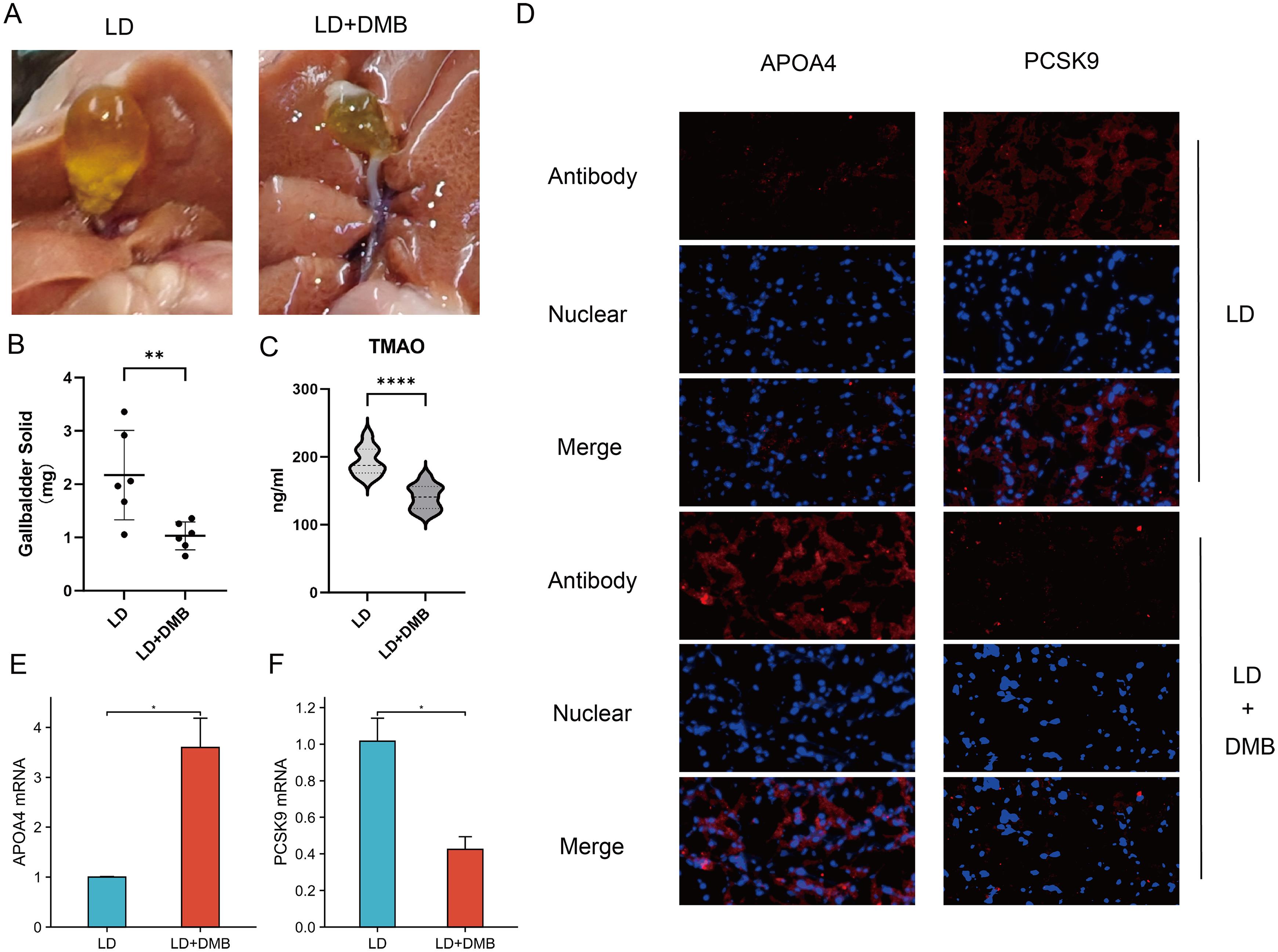 Effect of TMAO inhibition on lithogenesis and regulation of APOA4 and PCSK9 in a murine model.