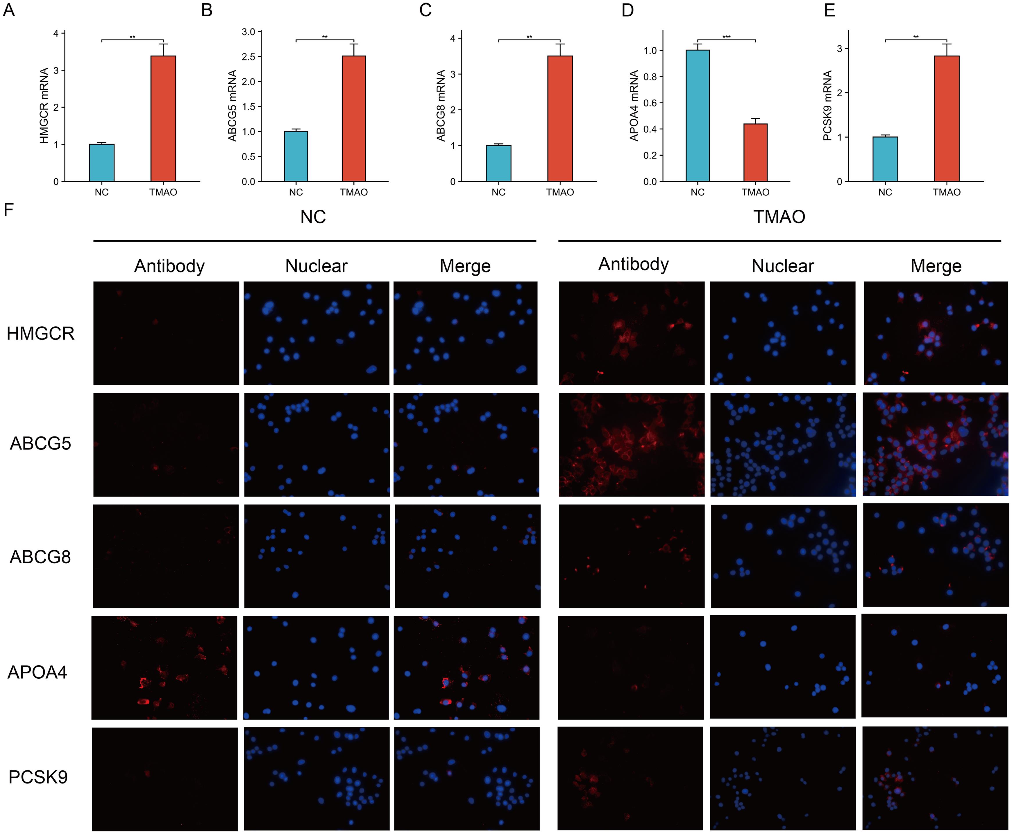 Effect of TMAO on cholesterol metabolism and APOA4 and PCSK9 expressions <italic>in vitro</italic>.