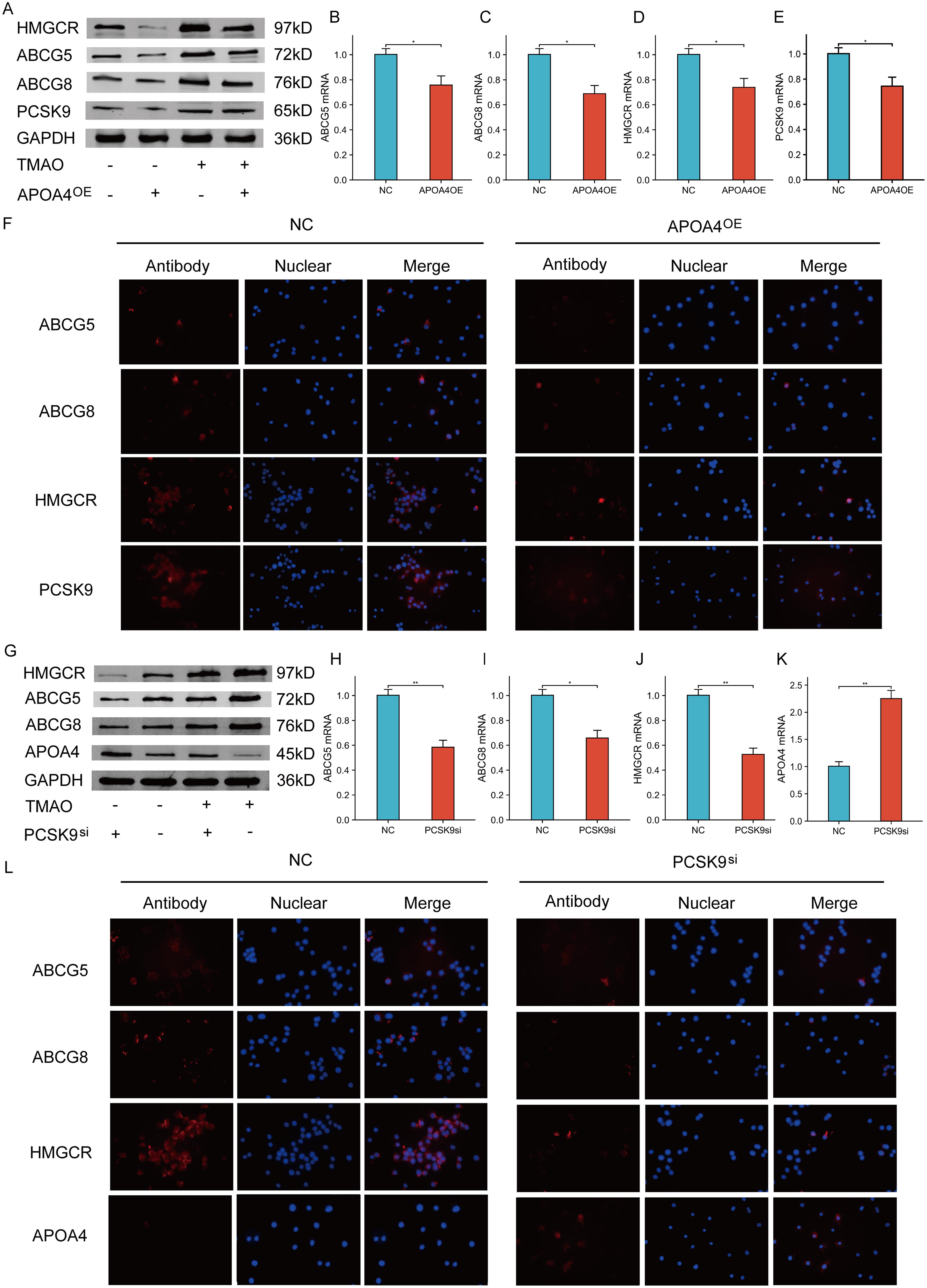 APOA4-PCSK9 interaction and its alteration by TMAO.