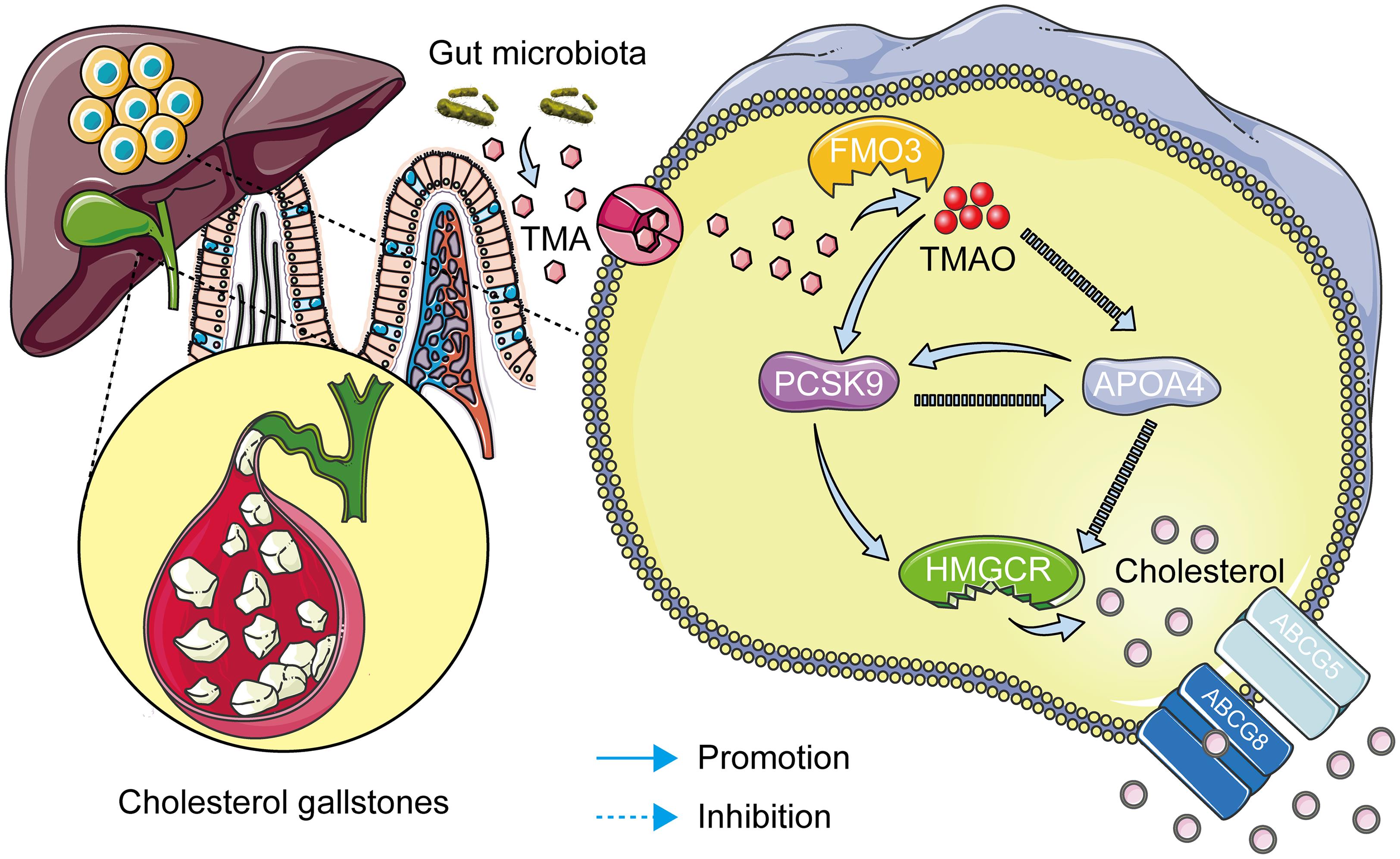 APOA4-PCSK9 interaction during lithogenesis and effects on cholesterol metabolism and lithogenesis.