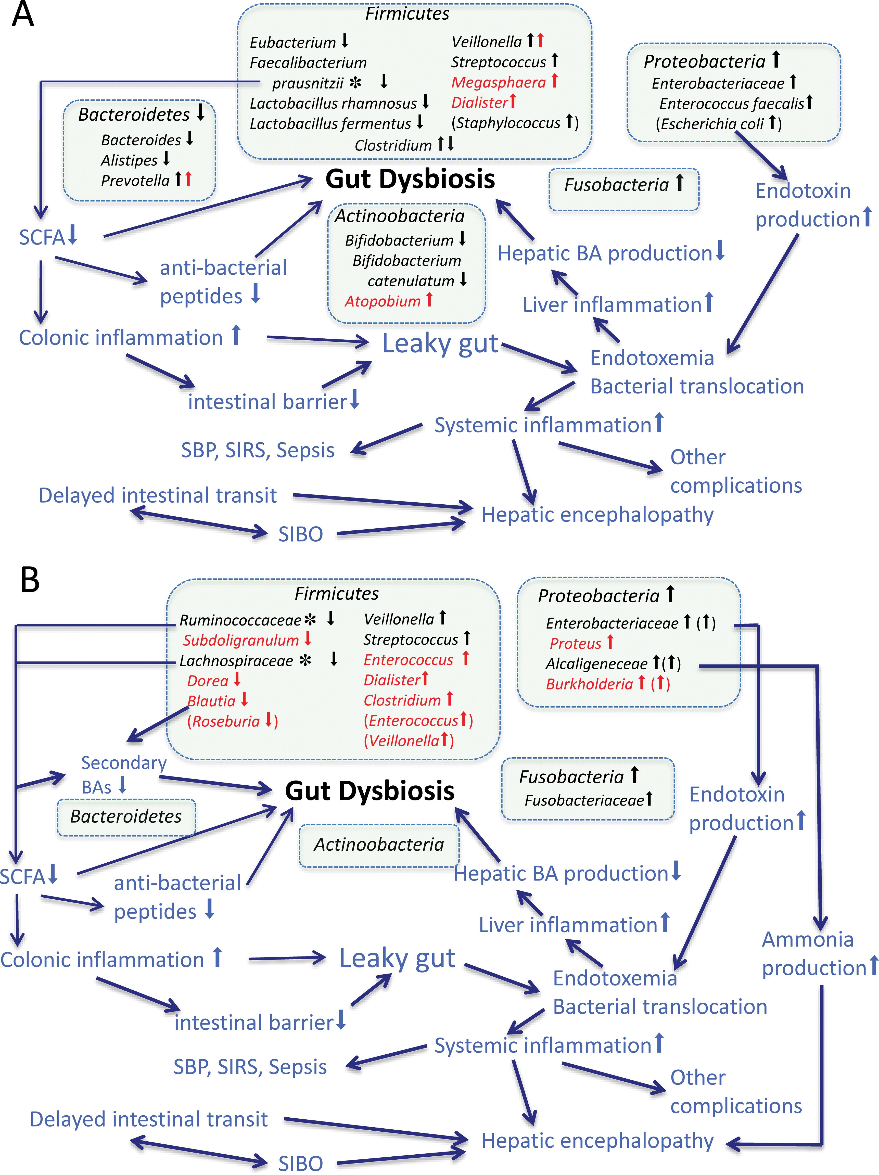 Changes in intestinal microbiota and the possible relations to intestinal dysfunction, bacterial translocation, and cirrhotic complications in cirrhosis.