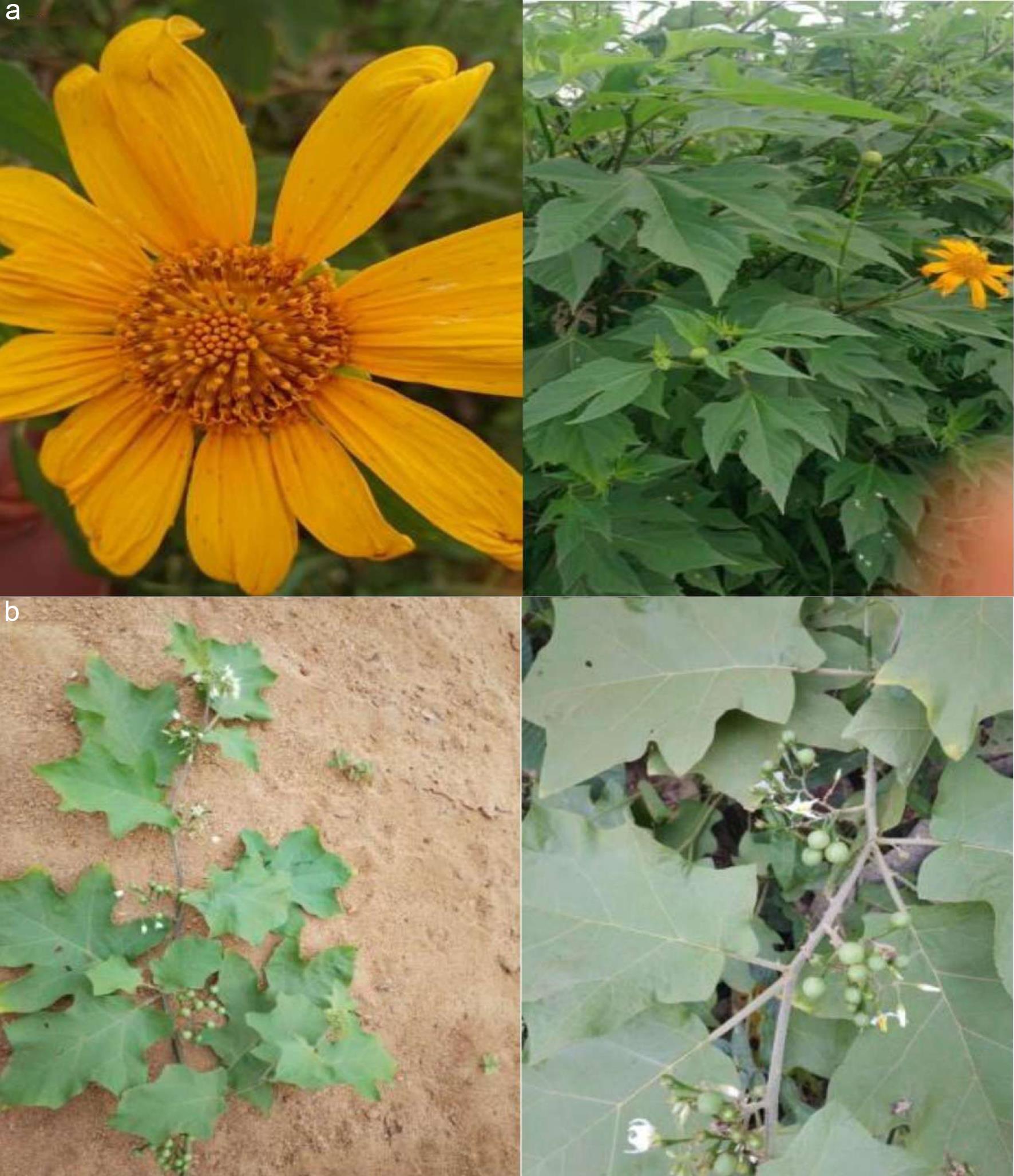 Photography of Tithonia diversifolia (a) and Solanum torvum (b) ( CADN, 2025).