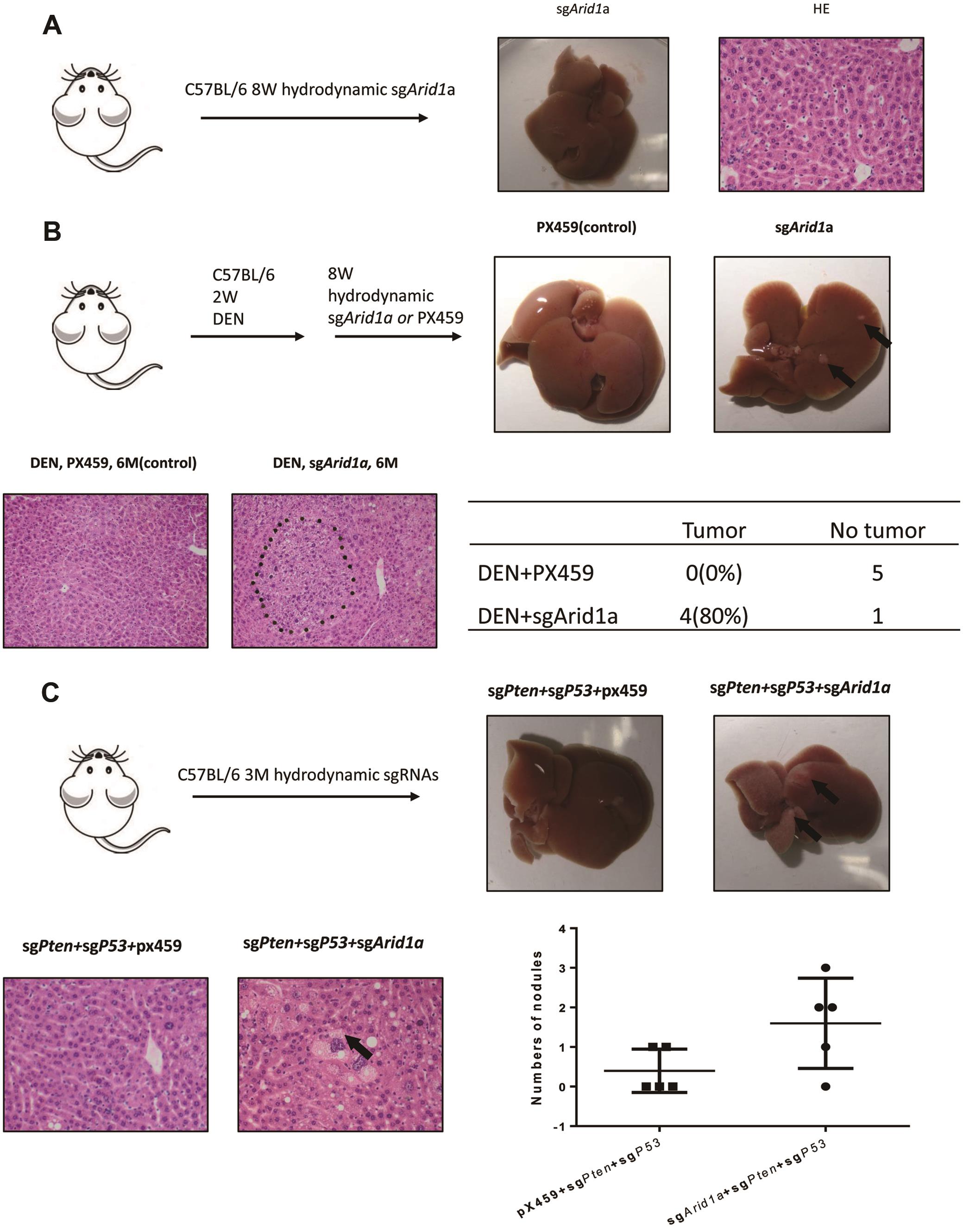 ARID1A deficiency accelerates liver tumorigenesis in mice.