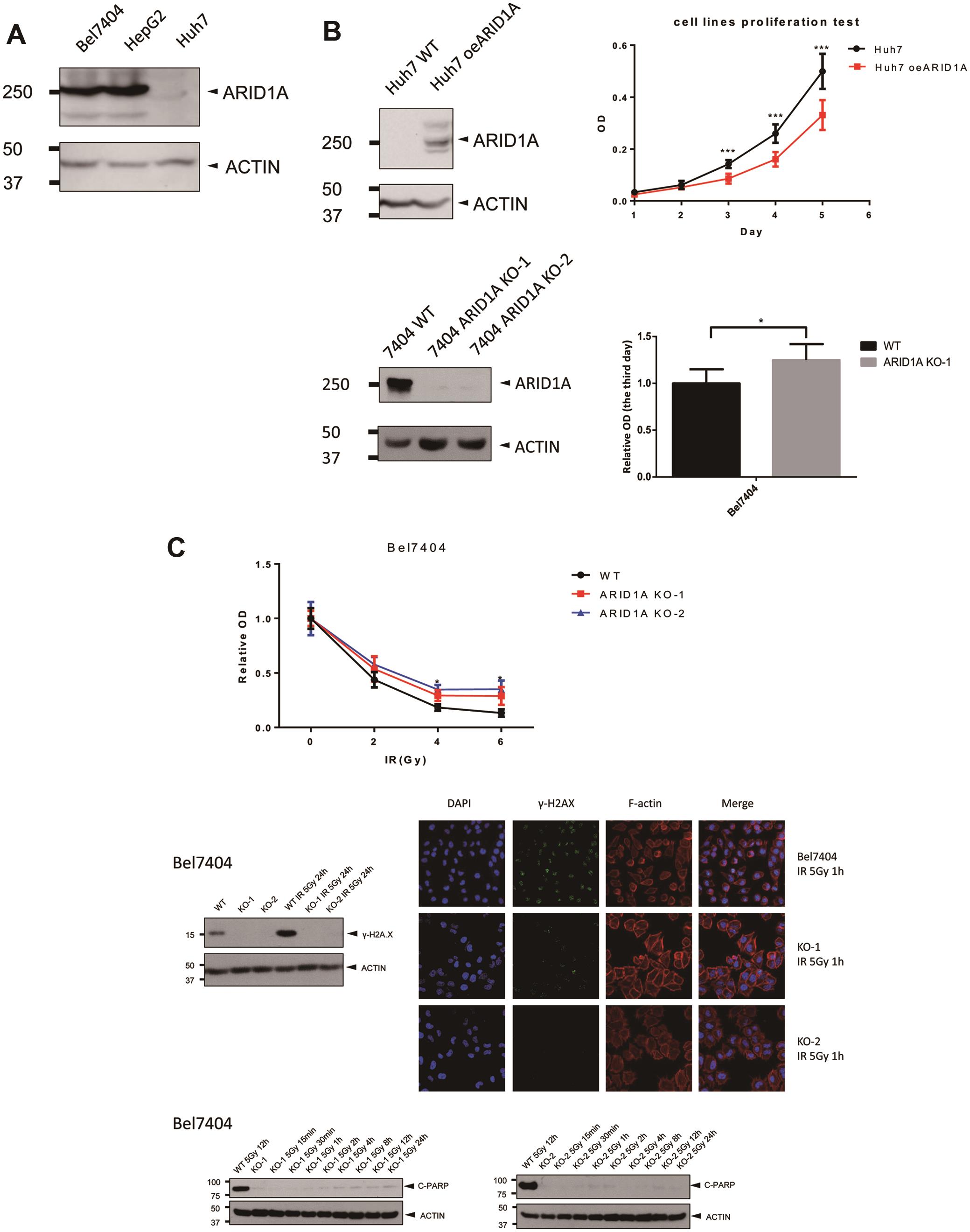 ARID1A inhibits HCC cell proliferation, DNA damage repair and apoptosis.