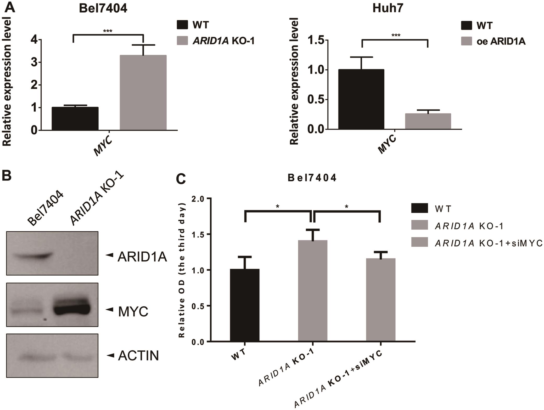 ARID1A inhibits HCC cell proliferation via down-regulation of MYC transcription.