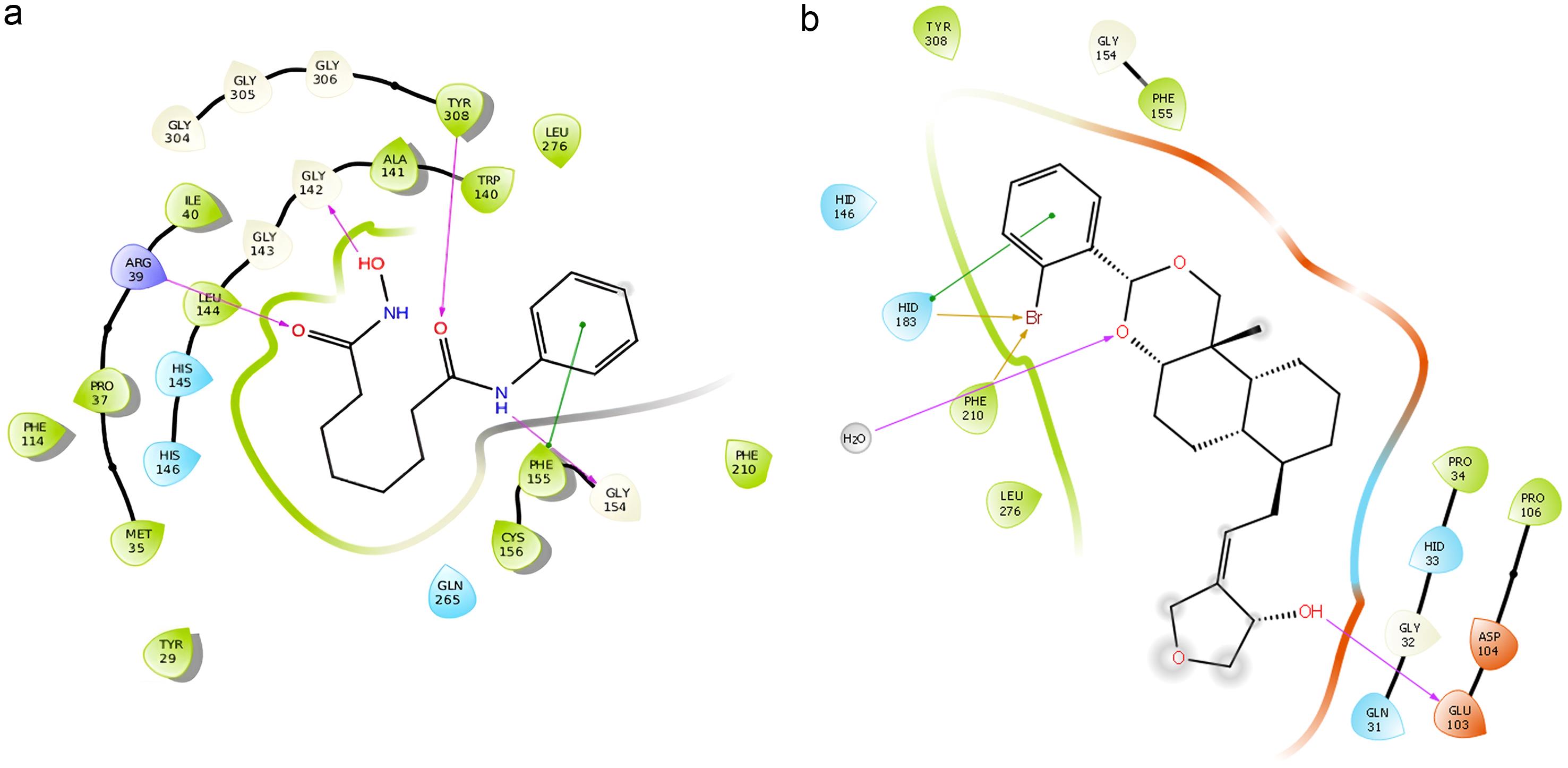 2D interaction map of important amino acids with glide extra precision docking target protein (PDB ID: 4LXZ) with (a) 20Y and (b) SRJ09 bioactive compound; residues forming hydrogen bonds are shown in purple.