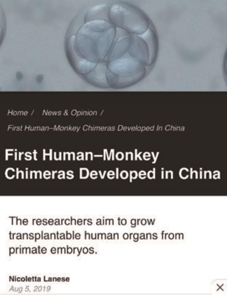 中国率先培育人猴嵌合体胚胎细胞。