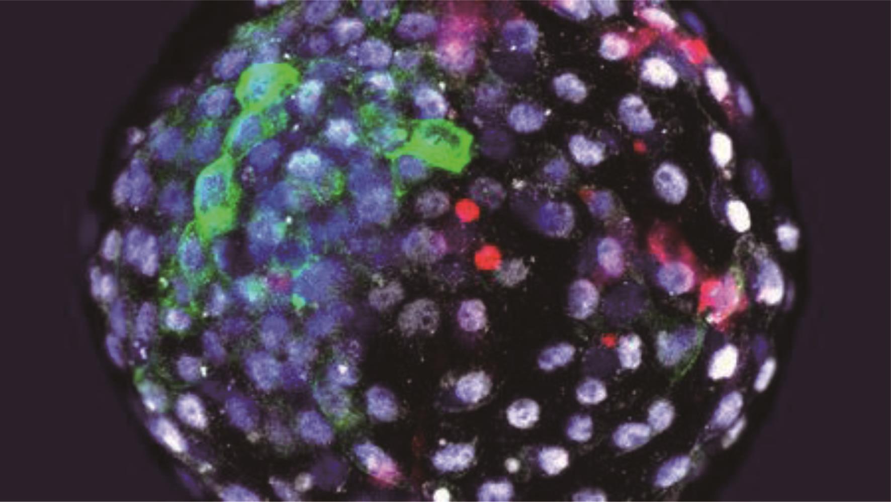 荧光标定红色的人类细胞嵌合在猴胚胎细胞上。