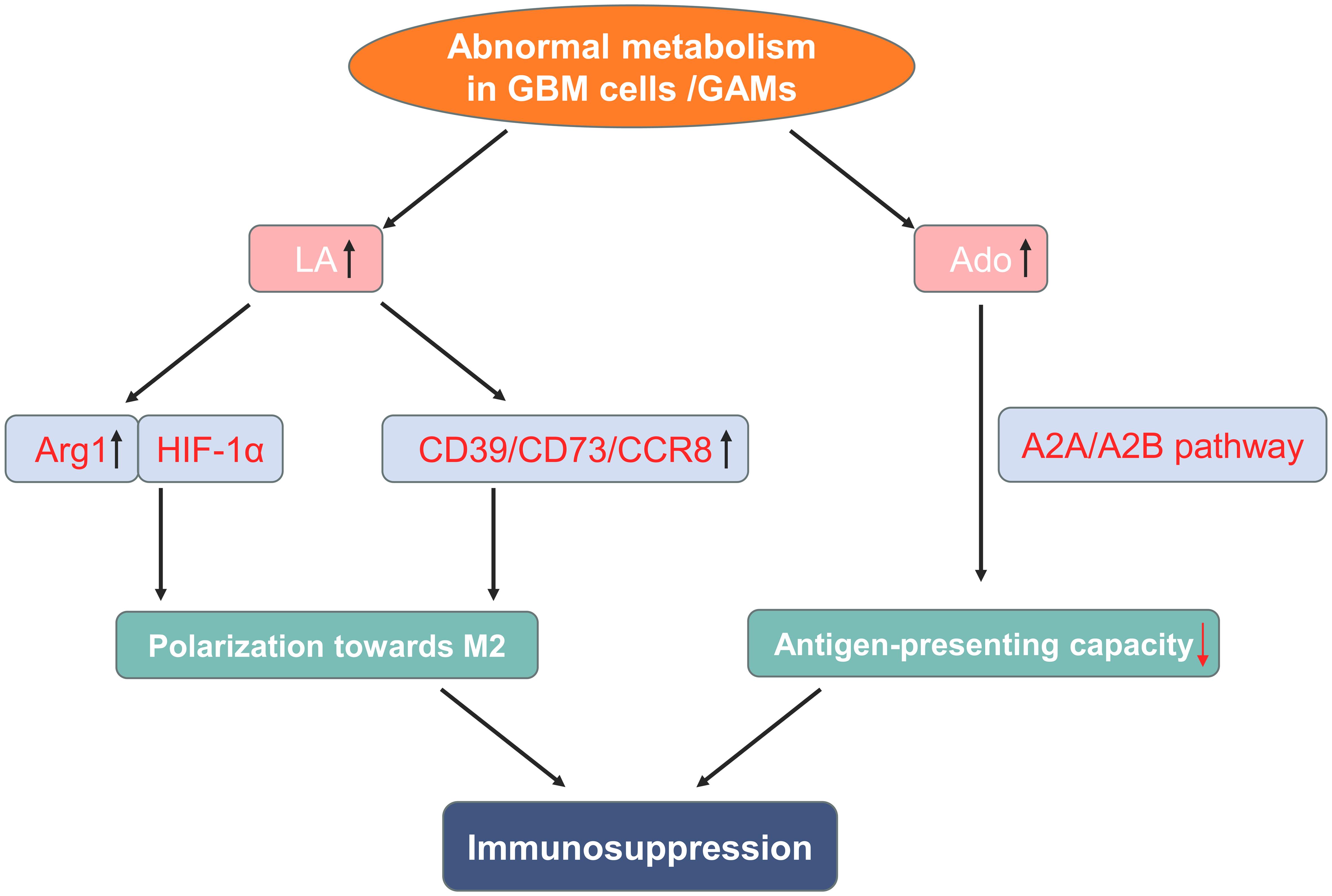 Metabolic regulation of the immunosuppressive TME in GBM.