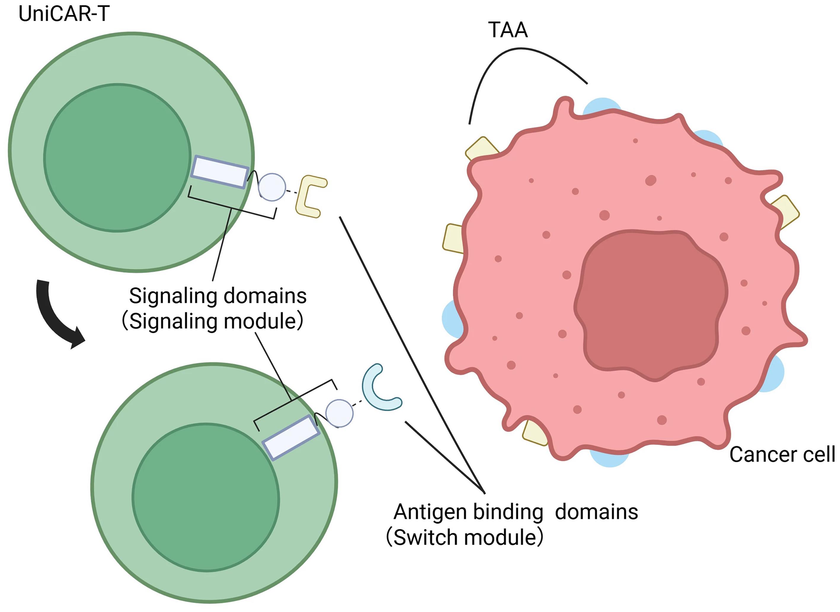 Schematic diagram of UniCAR-T structure and mechanism.