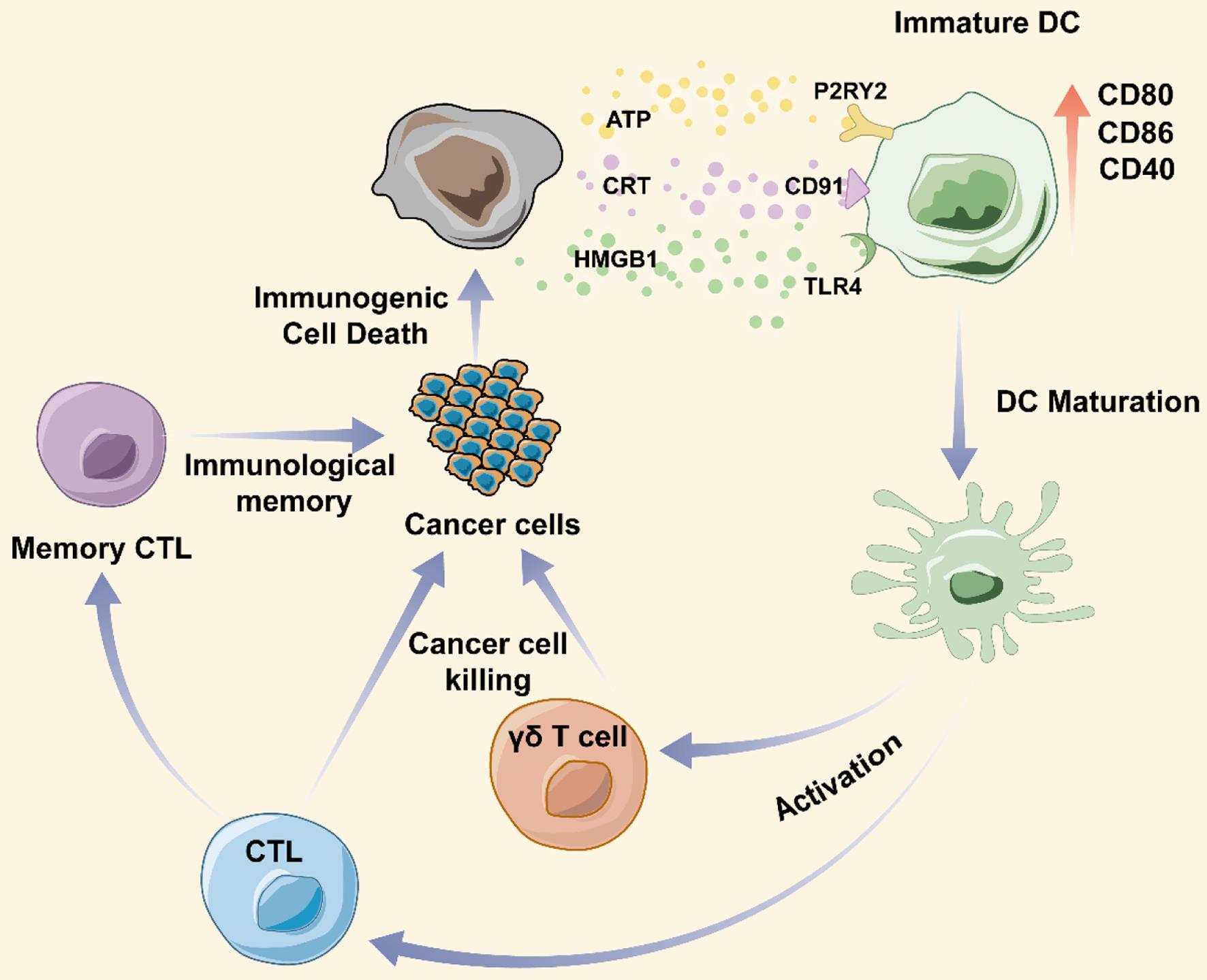 Leveraging Immunogenic Cell Death in Pancreatic Cancer