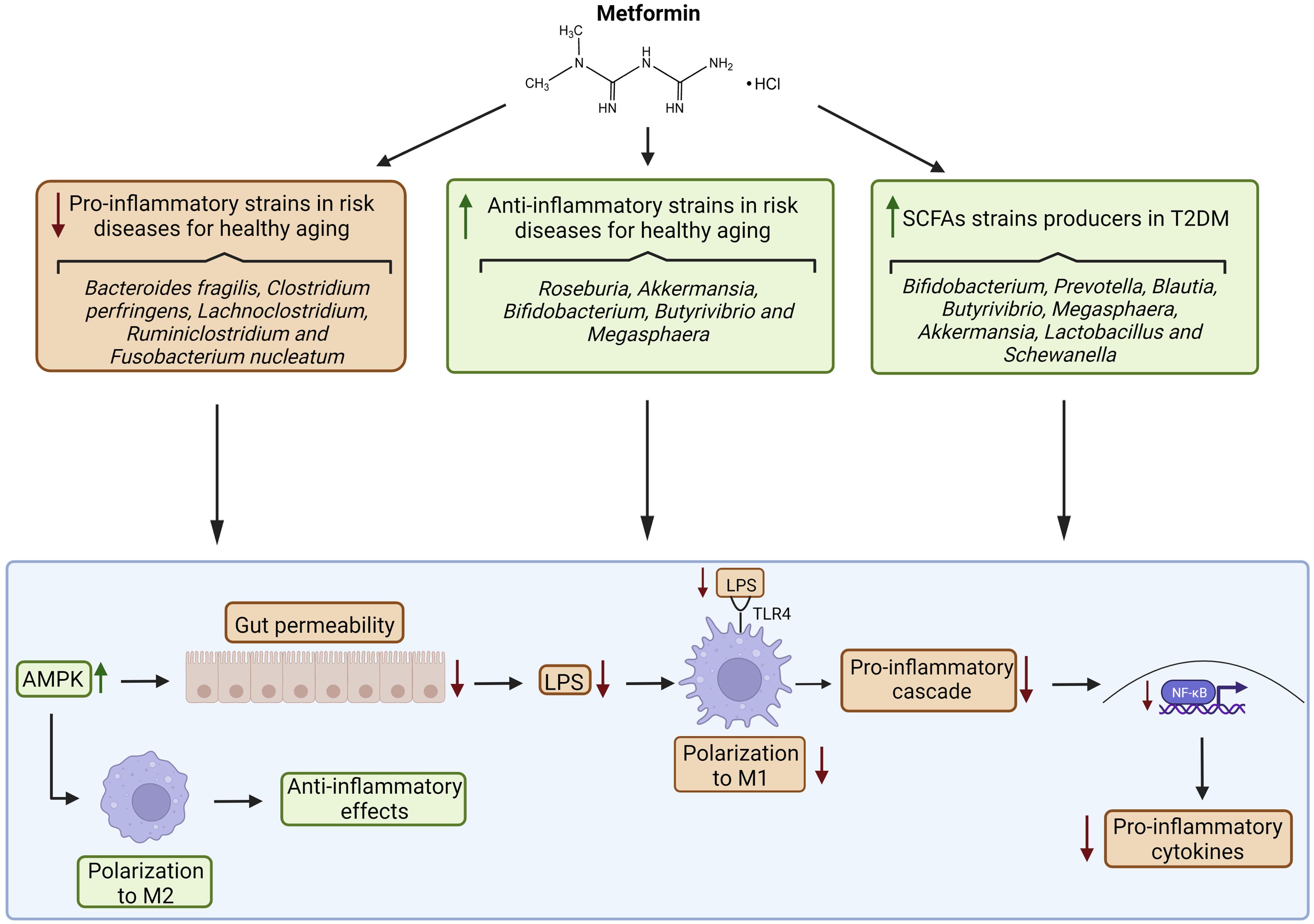 Metformin and the anti-aging effects through microbiota modulation.