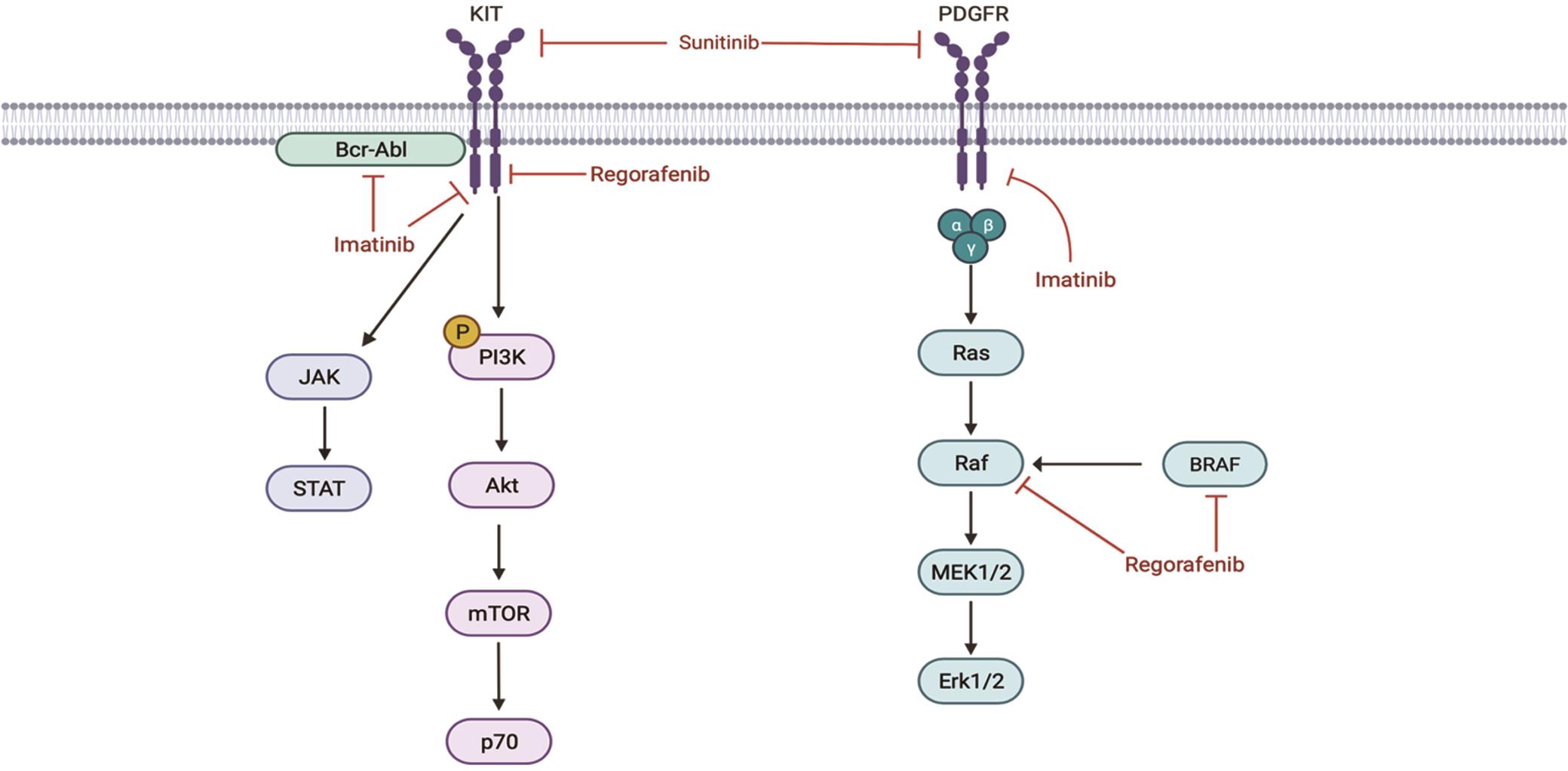 Mechanisms by which of tyrosine kinase inhibitors regulate activation of PHGIST cells.