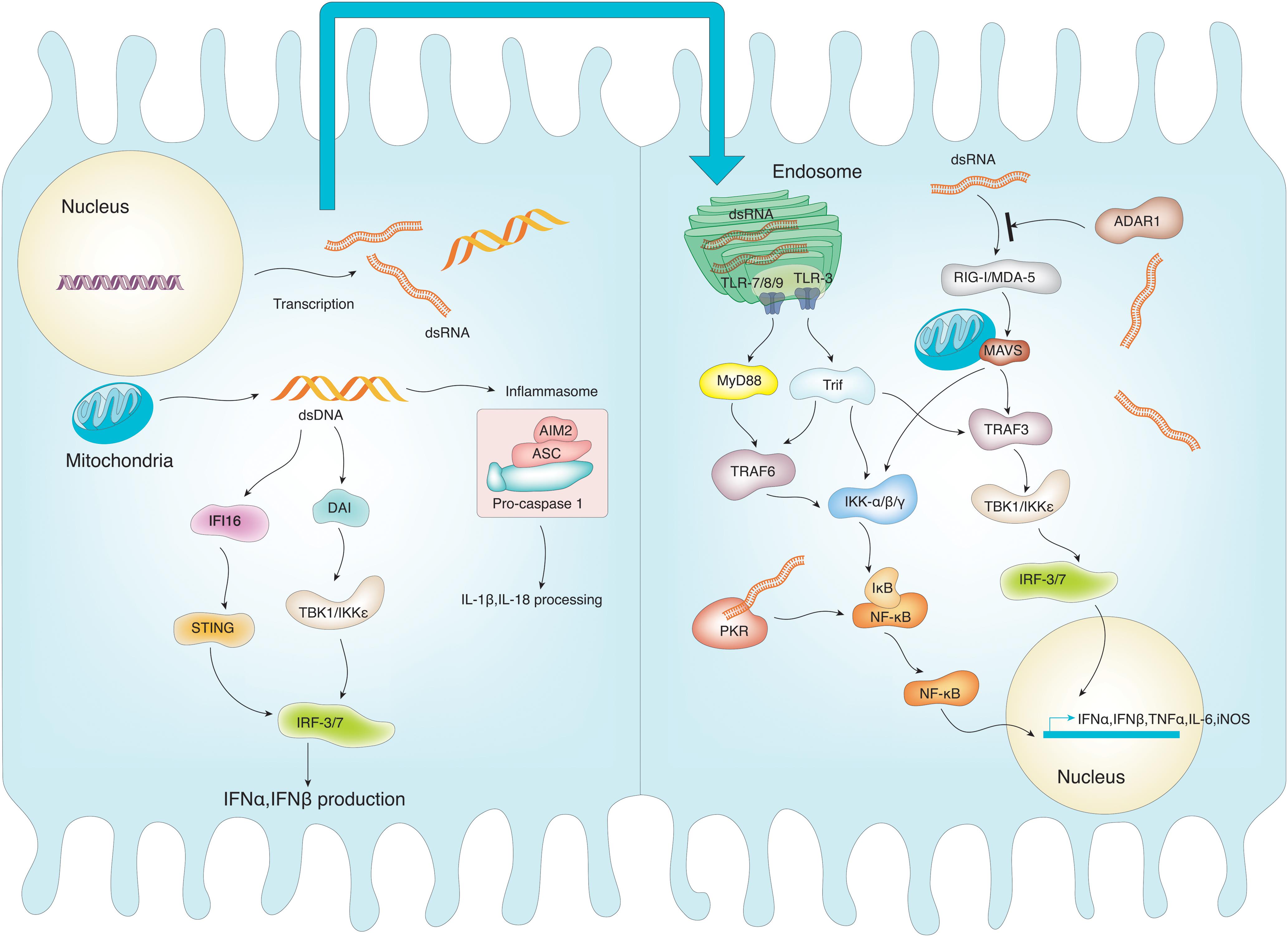 Nucleic acid sensing pathways via intracellular DNA/RNA receptors.
