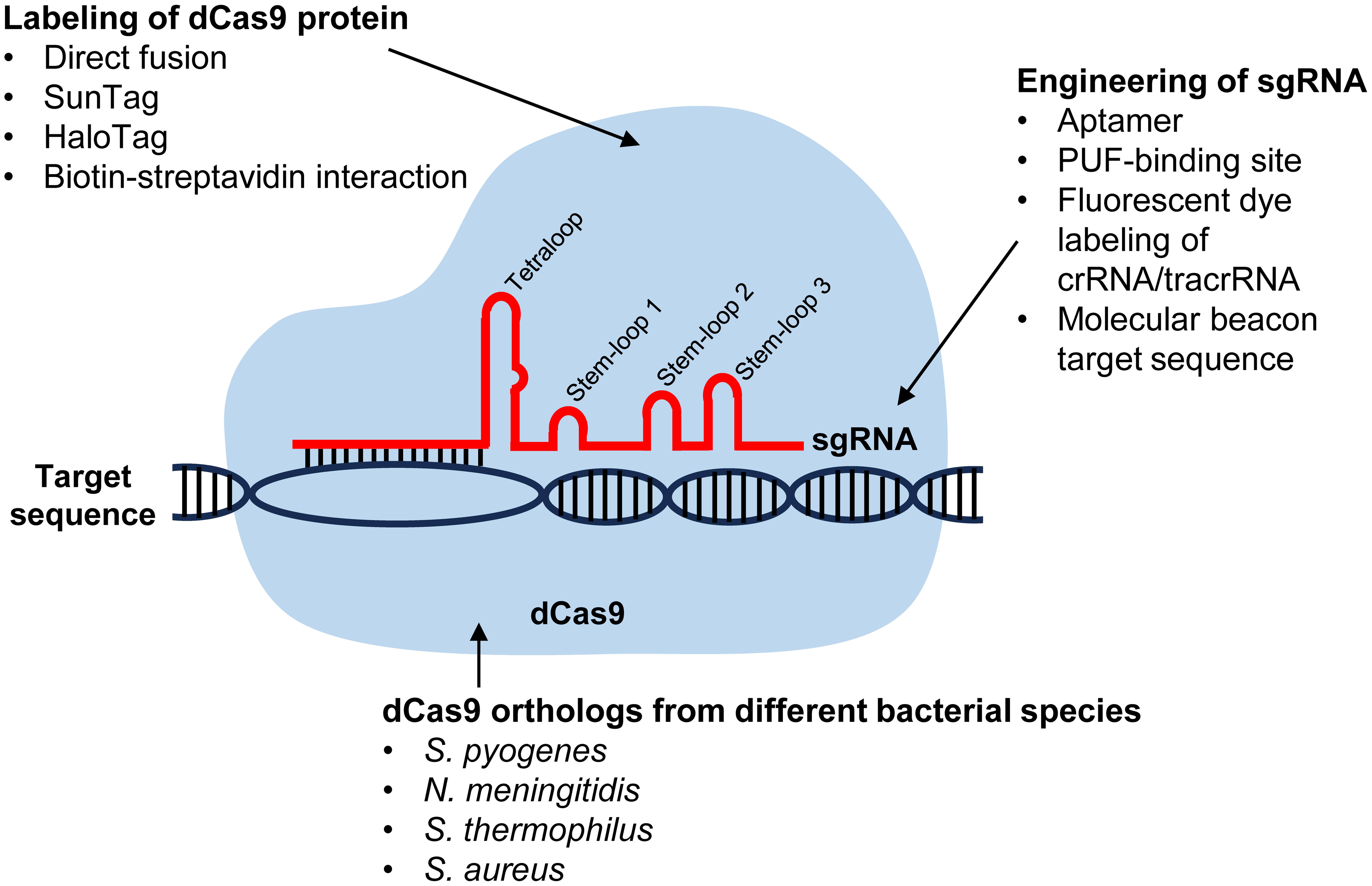 An overview of CRISPR-Cas9-mediated imaging of genomic loci in cells.