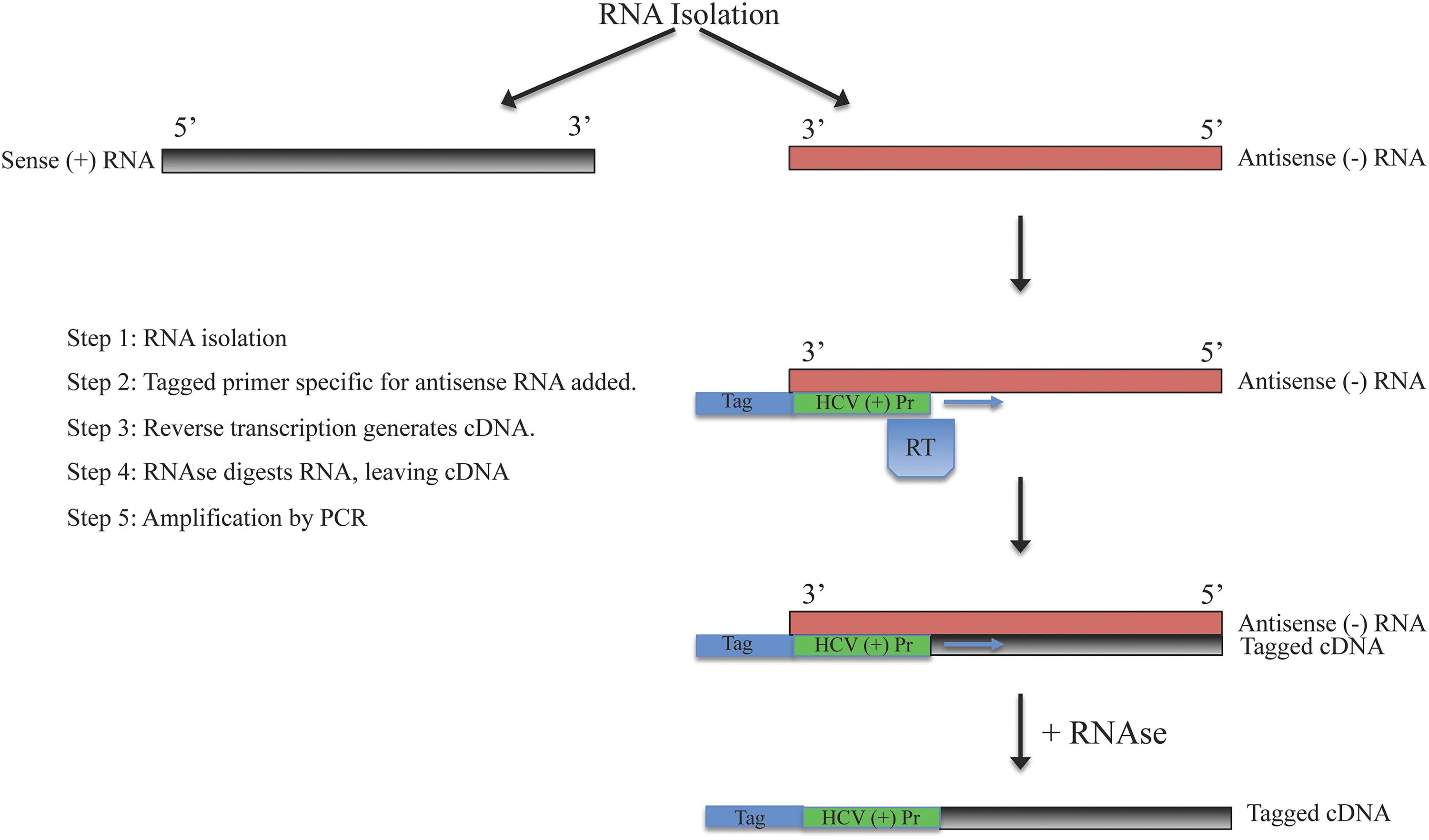 Strand specific RT-PCR for amplification of antisense RNA strand.