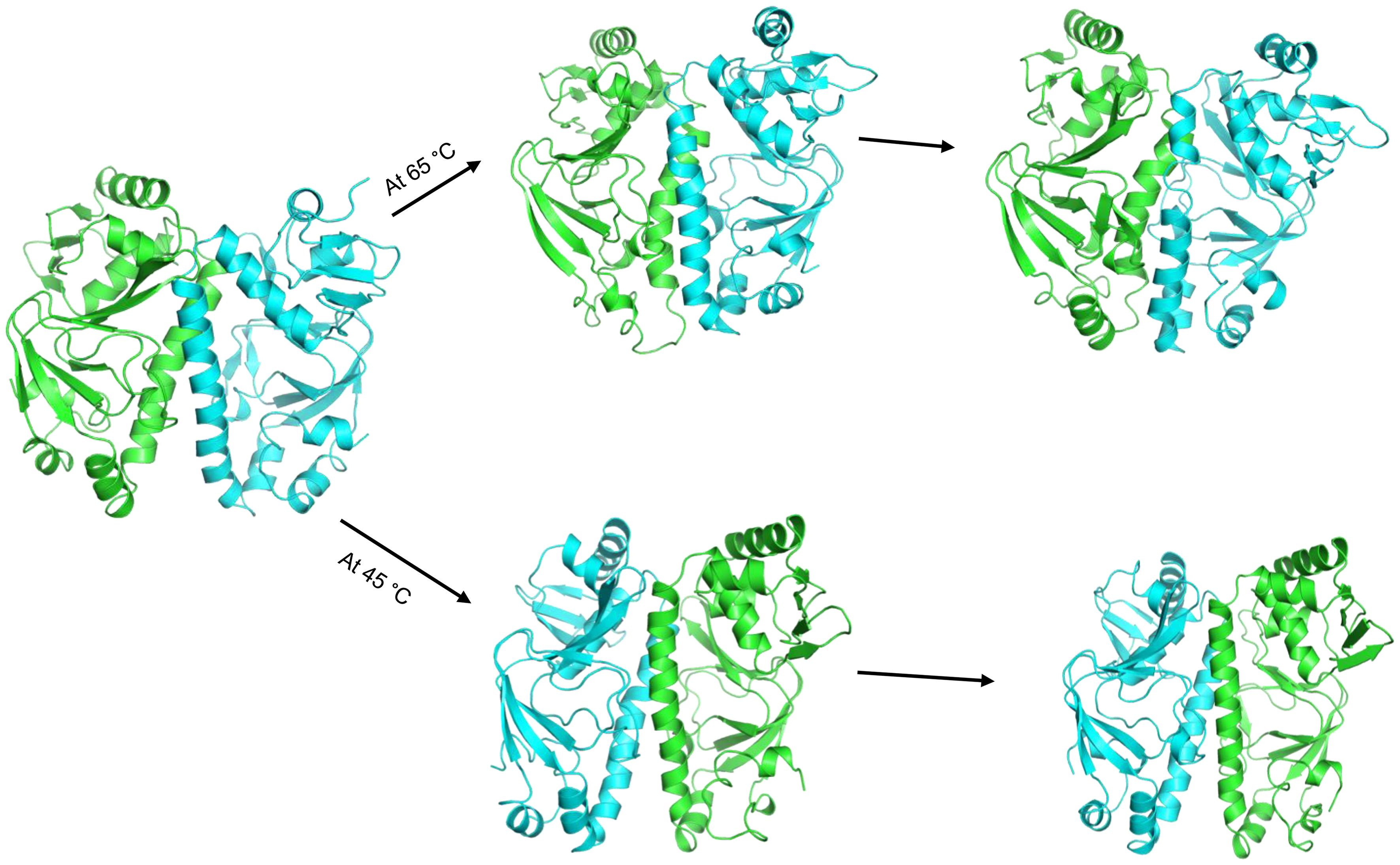 Snapshots of <italic>CRP<sub>Mt</sub></italic> showing local unfolding and destabilizing at higher temperatures.