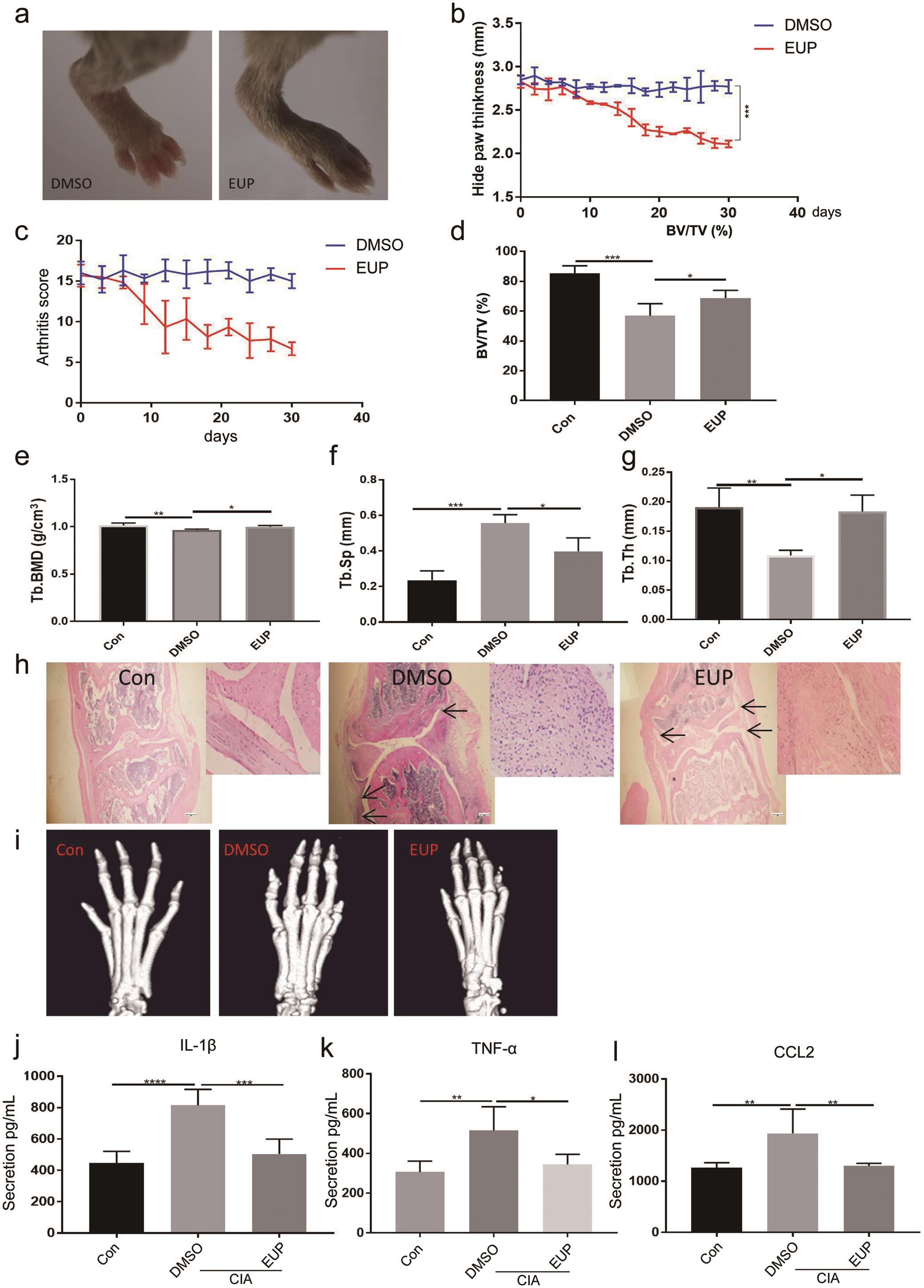 Effect of EUP in the collagen-induced CIA animal models.