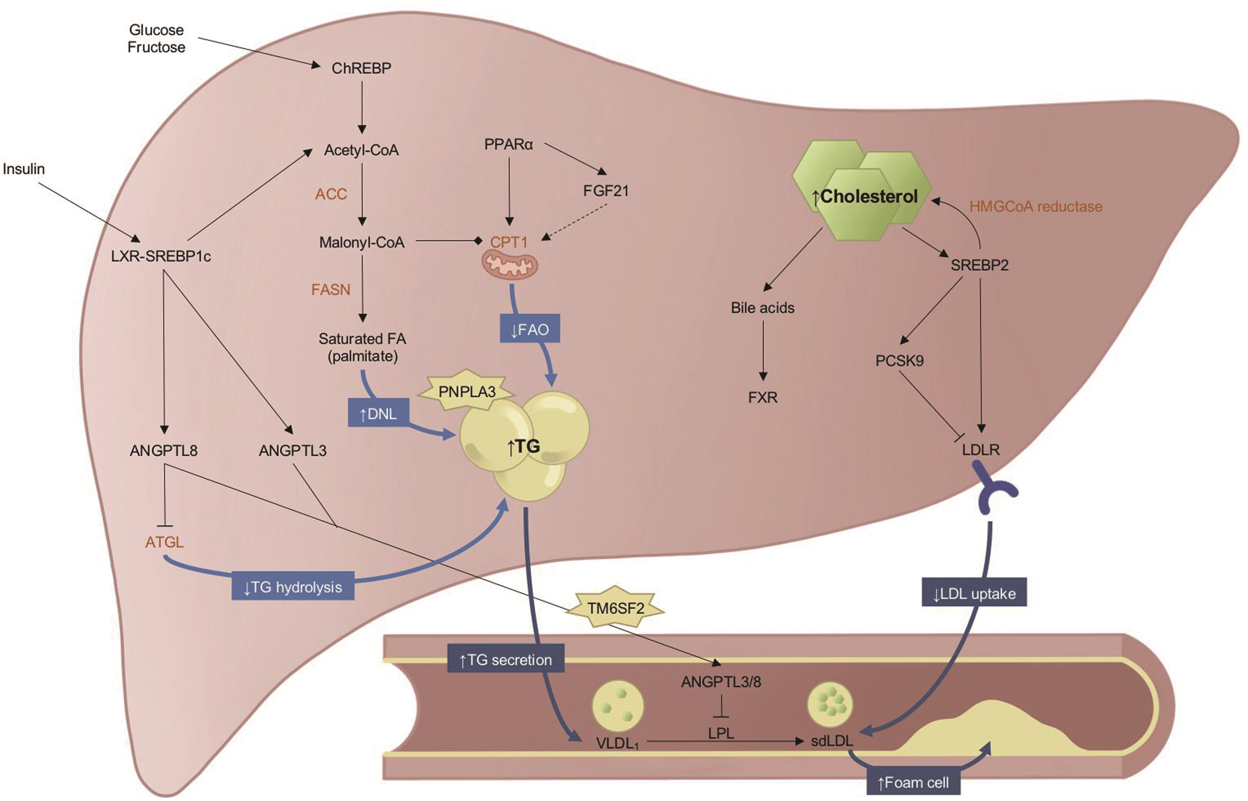 Diagram of hepatic metabolism and atherosclerosis.