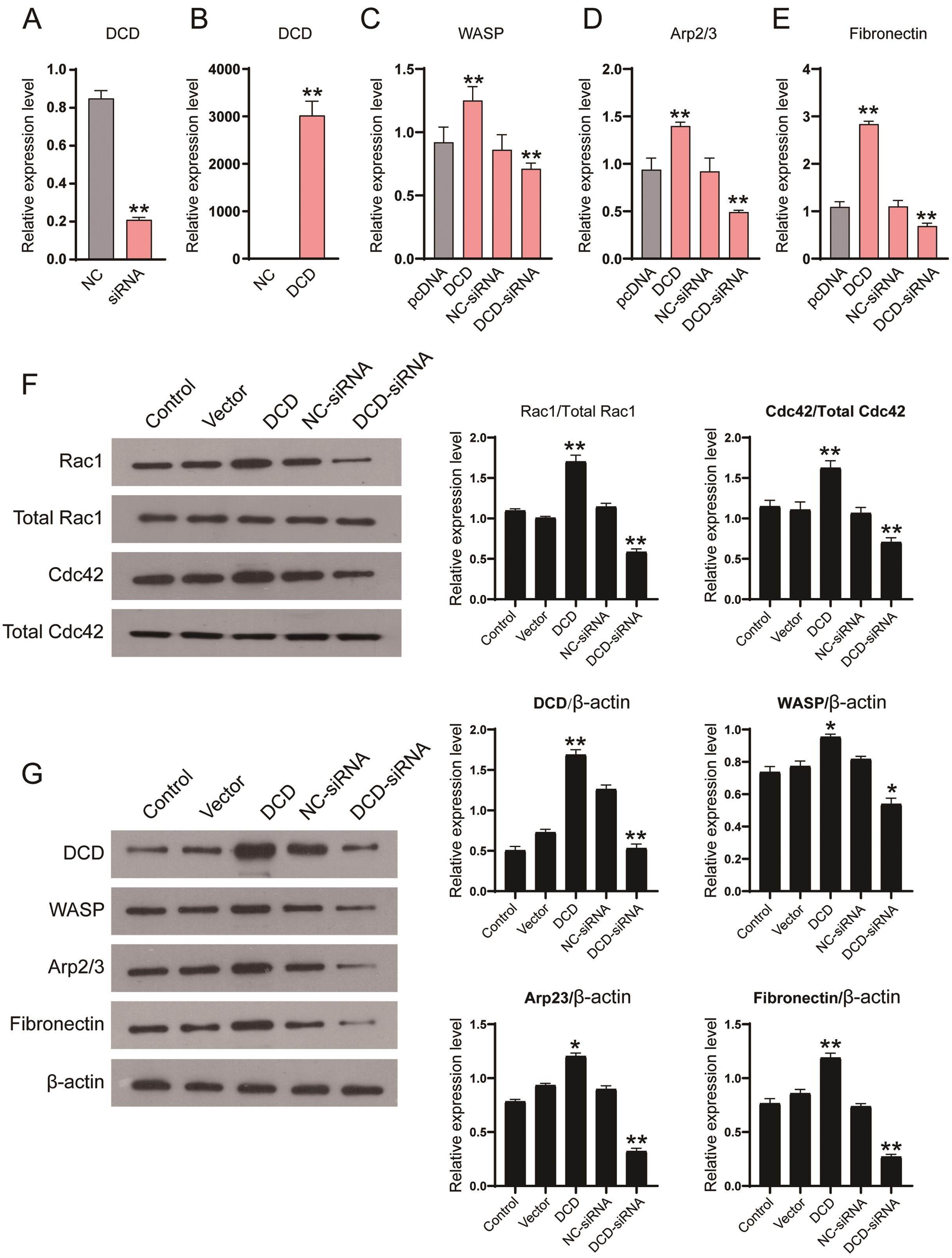 Detection of the DCD, fibronectin, WASP, and Arp2/3 mRNA and protein levels in SK-HEP-1 cells.