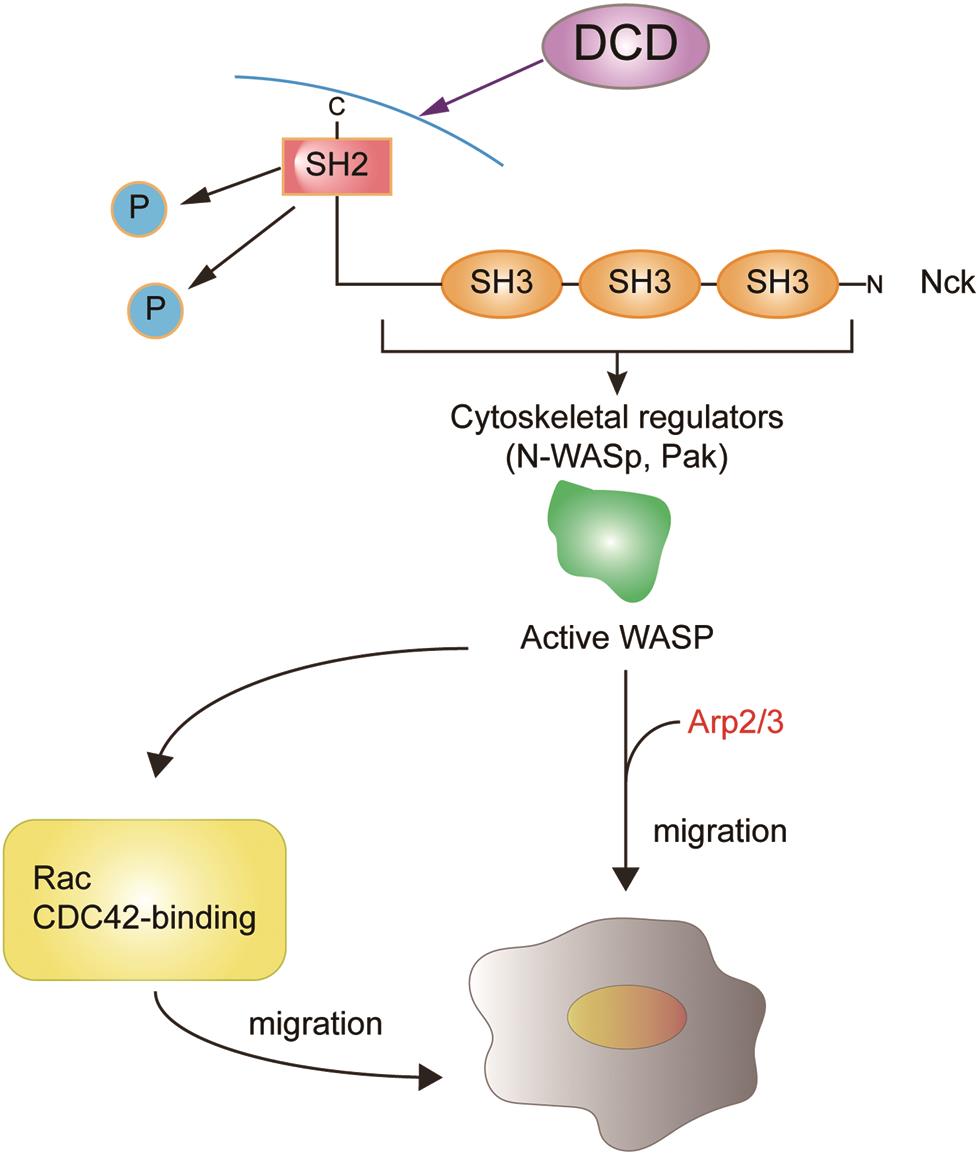 Illustration of the DCD signaling network in the control of HCC cell migration.