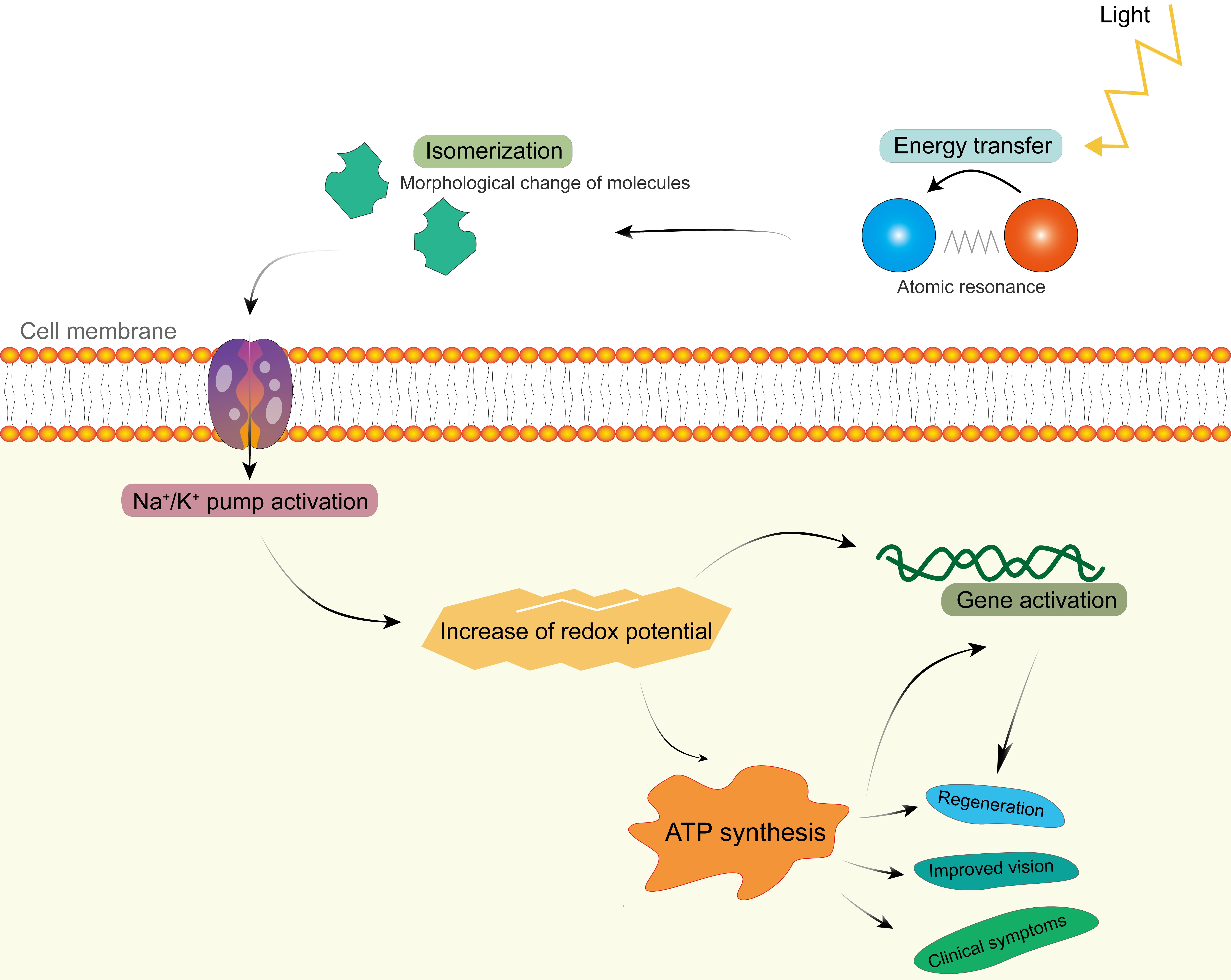 Biological effects of laser light stimulation.